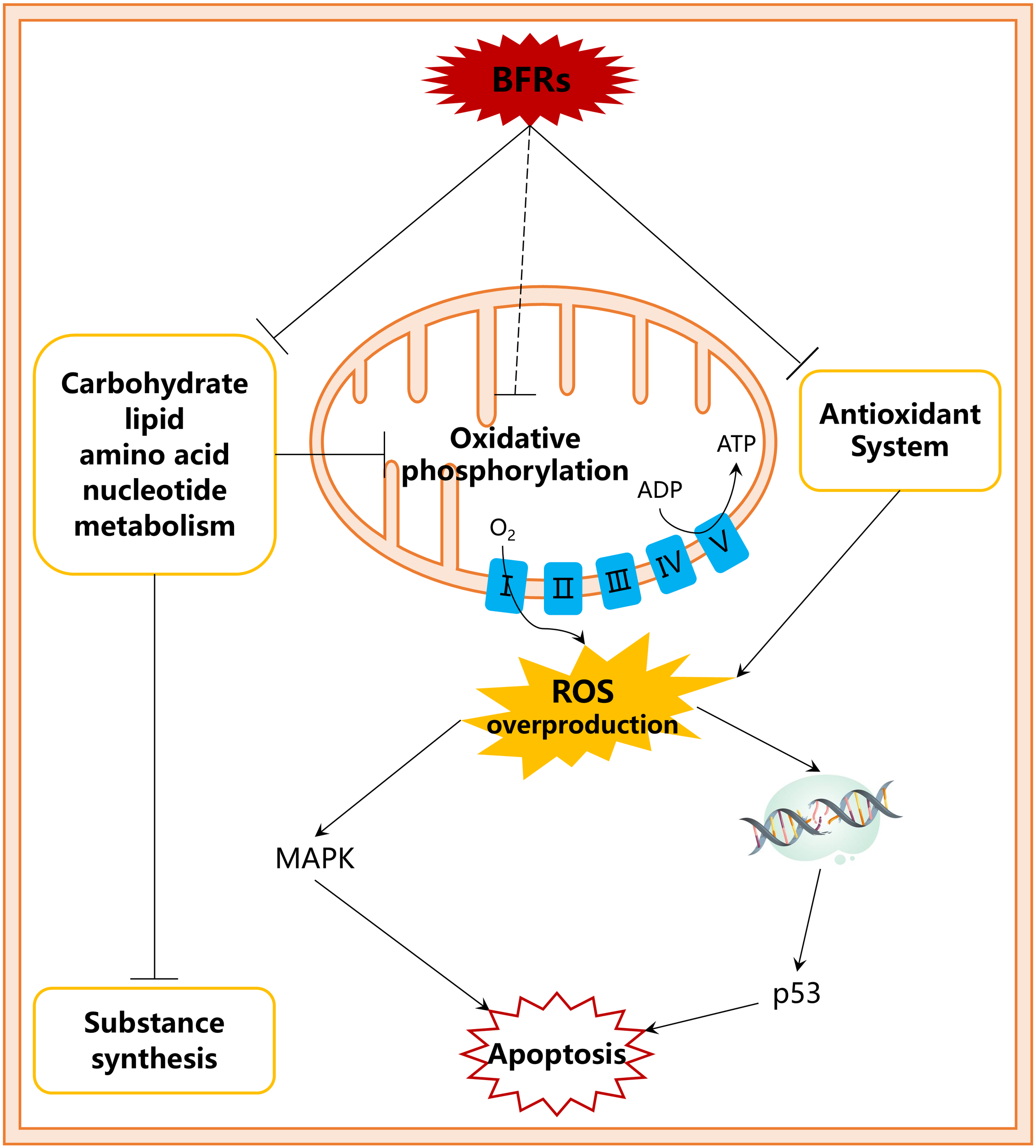 Diagram illustrating the impact of BFRs on cellular processes. BFRs affect carbohydrate, lipid, amino acid, and nucleotide metabolism, the antioxidant system, and oxidative phosphorylation within the mitochondrion. This leads to reactive oxygen species (ROS) overproduction, triggering MAPK signaling and p53, which can result in apoptosis.