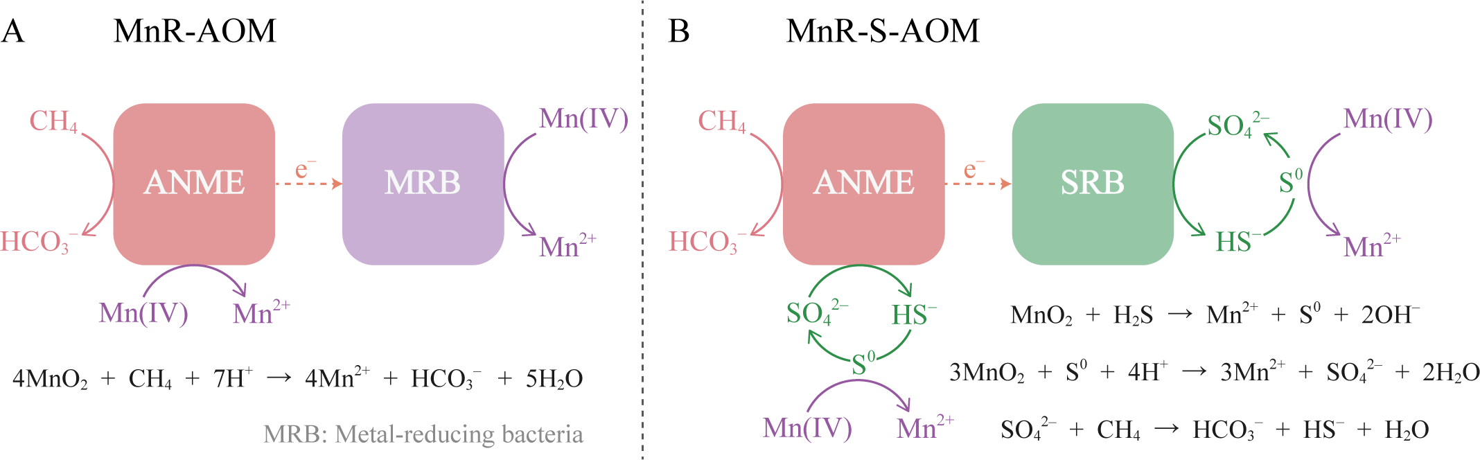 Diagram comparing two processes: MnR-AOM and MnR-S-AOM. In MnR-AOM, ANME converts CH₄ to HCO₃⁻ and Mn(IV) to Mn²⁺ with MRB. In MnR-S-AOM, ANME converts CH₄ to HCO₃⁻ and transfers electrons to SRB, involving Mn(IV) to Mn²⁺ and cycling of SO₄²⁻, HS⁻, and S⁰. Chemical reactions illustrate methane oxidation and reduction processes.