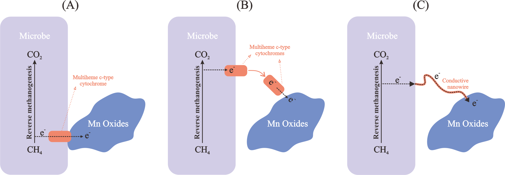 Diagrams illustrating electron transfer processes in three panels, labeled A, B, and C. All panels depict reverse methanogenesis with arrows pointing from CH₄ to CO₂ in microbes. In panel A, electrons transfer directly to Mn oxides. Panel B shows electron transfer via multiheme c-type cytochromes. Panel C features electron transfer through conductive nanowires to Mn oxides.
