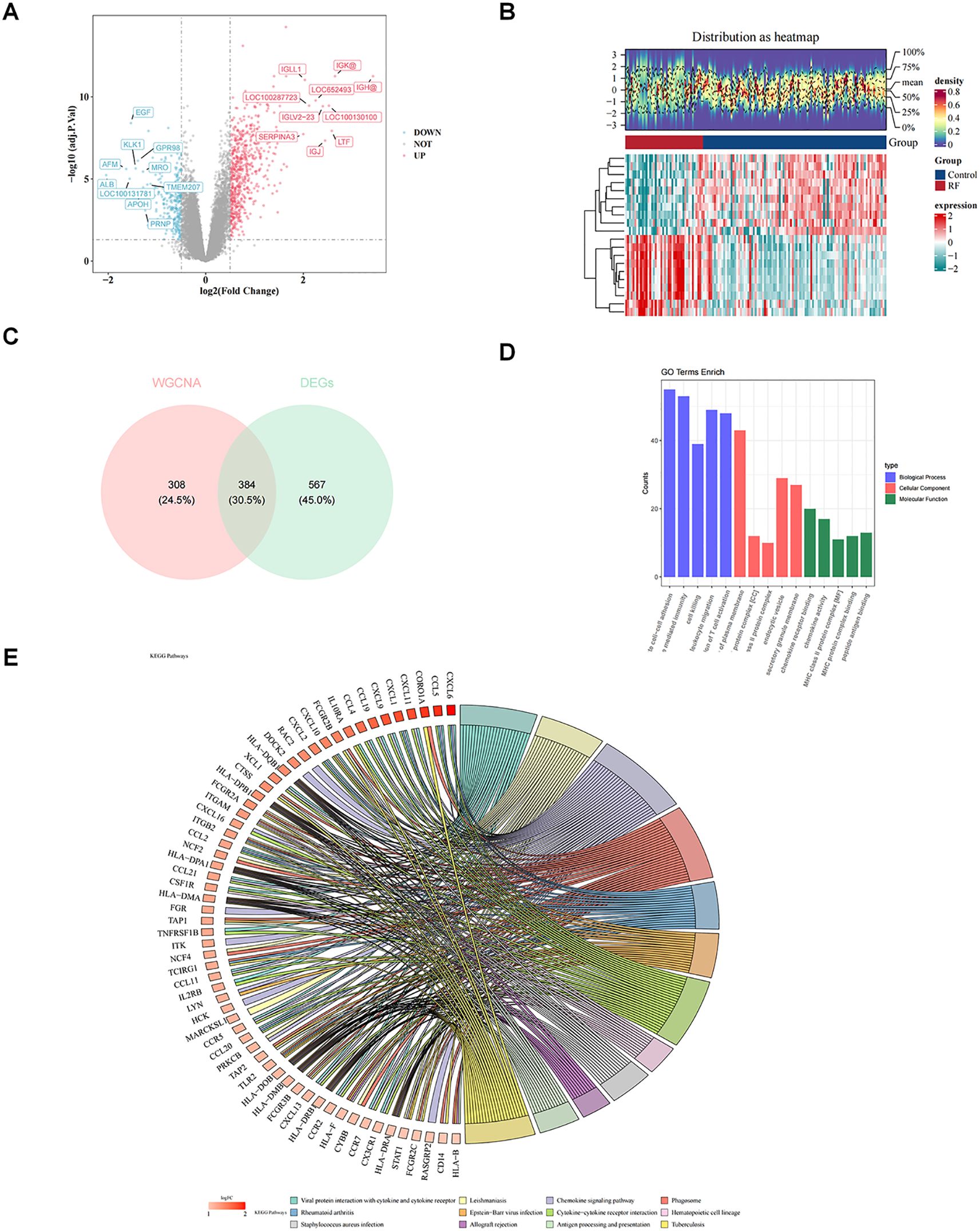 A composite image with five panels: (A) a volcano plot showing differential gene expression with log2 fold change on the x-axis and negative log10 P-value on the y-axis, highlighting upregulated and downregulated genes; (B) a heatmap displaying gene expression distribution and clustering between control and RF groups; (C) a Venn diagram comparing WGCNA and DEGs displaying overlapping and distinct gene counts; (D) a bar chart of GO term enrichment categories, color-coded by type; (E) a circular plot illustrating KEGG pathway interactions, showing gene relationships in a circular layout.