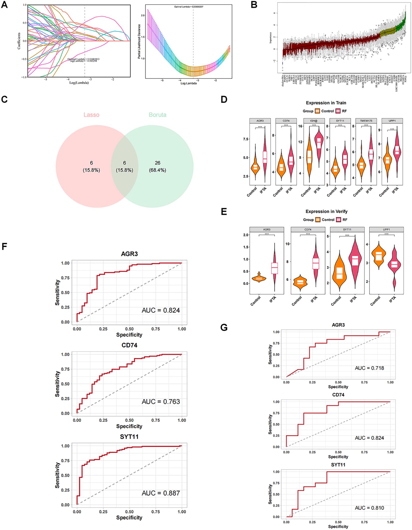 Panel A shows Lasso regression plots with coefficients and cross-validation. Panel B displays a Boruta analysis screening of gene experission. Panel C is a Venn diagram comparing Lasso and Boruta feature selection. Panel D and E illustrate violin plots of gene expression in training and verification sets, respectively. Panel F and G present ROC curves for AGR3, CD74, and SYT11 in different gene sets, with with AUC values, for evaluating model performance.