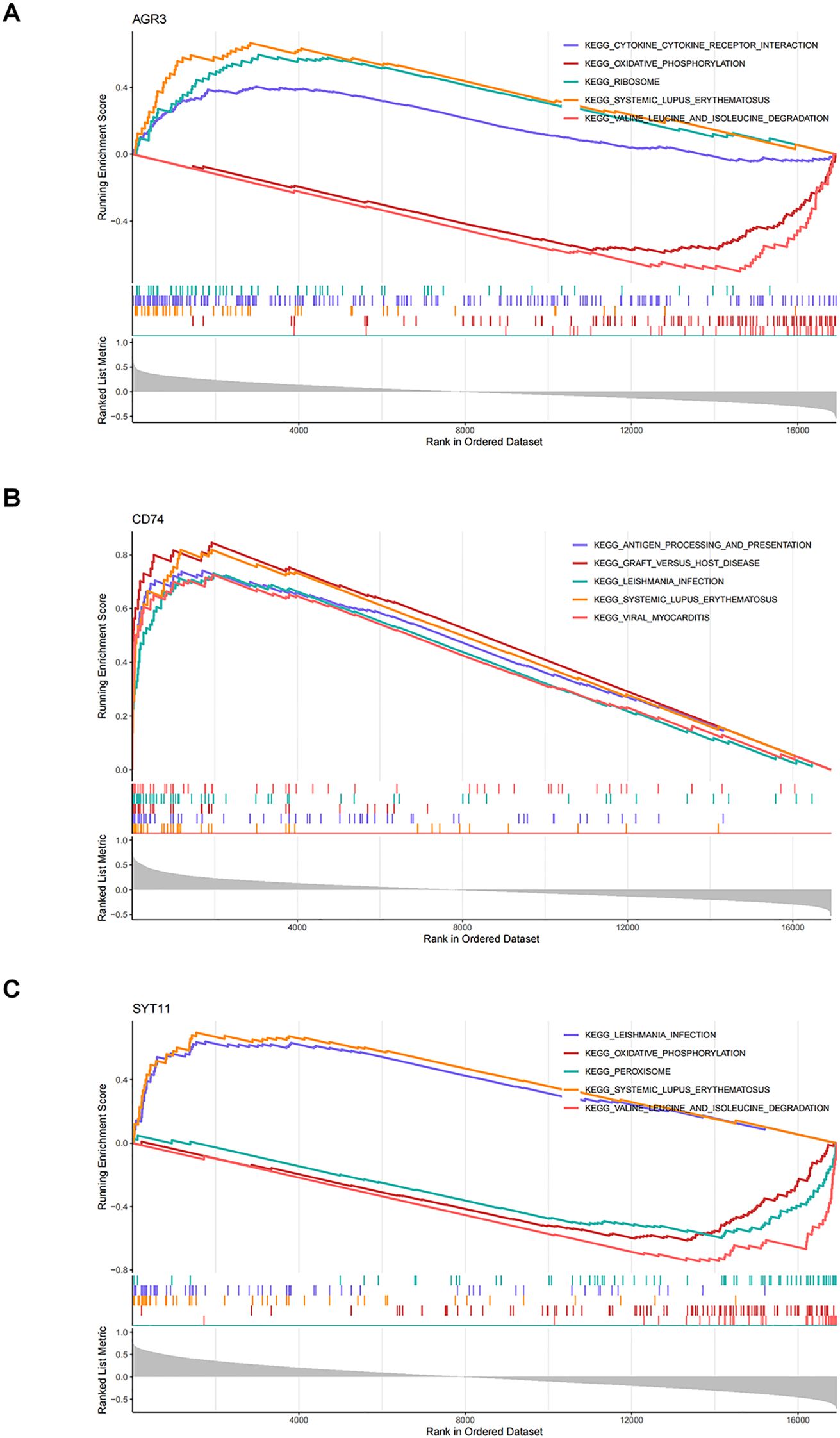 Three panels (A, B, C) display gene set enrichment analysis results with ranked gene sets. Panel A shows enrichment for KEGG pathways related to AGR3, including cytokine interactions and phosphorylation. Panel B focuses on CD74 with pathways like antigen processing and lupus. Panel C highlights SYT11, featuring pathways such as oxidative phosphorylation and peroxisome. Each panel includes a running enrichment score, rank in the ordered dataset, and list metric plot.
