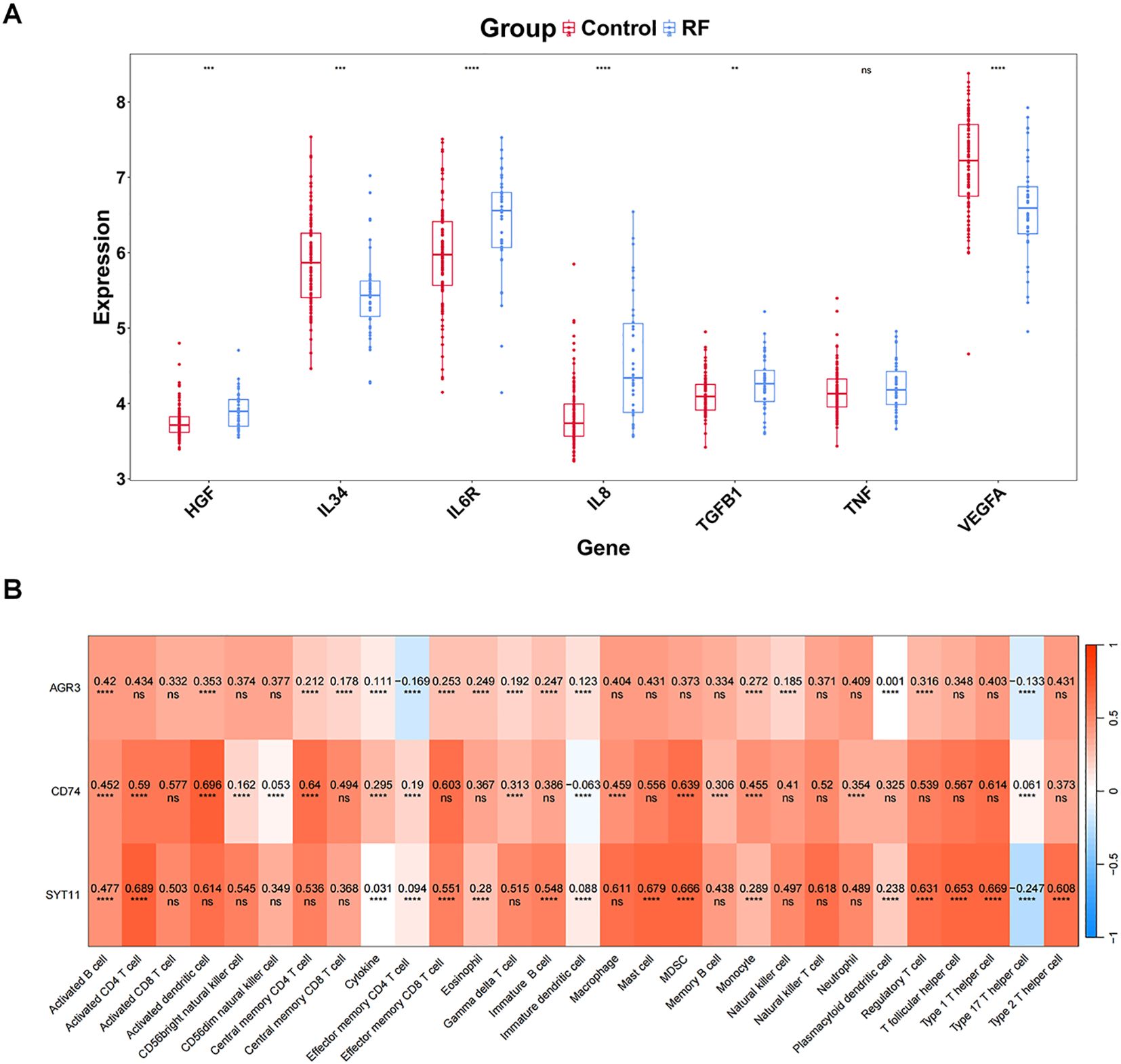 Graph A shows box plots comparing gene expression levels between control and RF groups for seven genes: HGF, IL34, IL6R, IL8, TGFB1, TNF, and VEGFA. Significant differences are noted with asterisks. Graph B is a heatmap displaying correlation coefficients between gene expressions and various immune cell types. Colors range from blue to red, indicating negative to positive correlations, with significance levels marked.