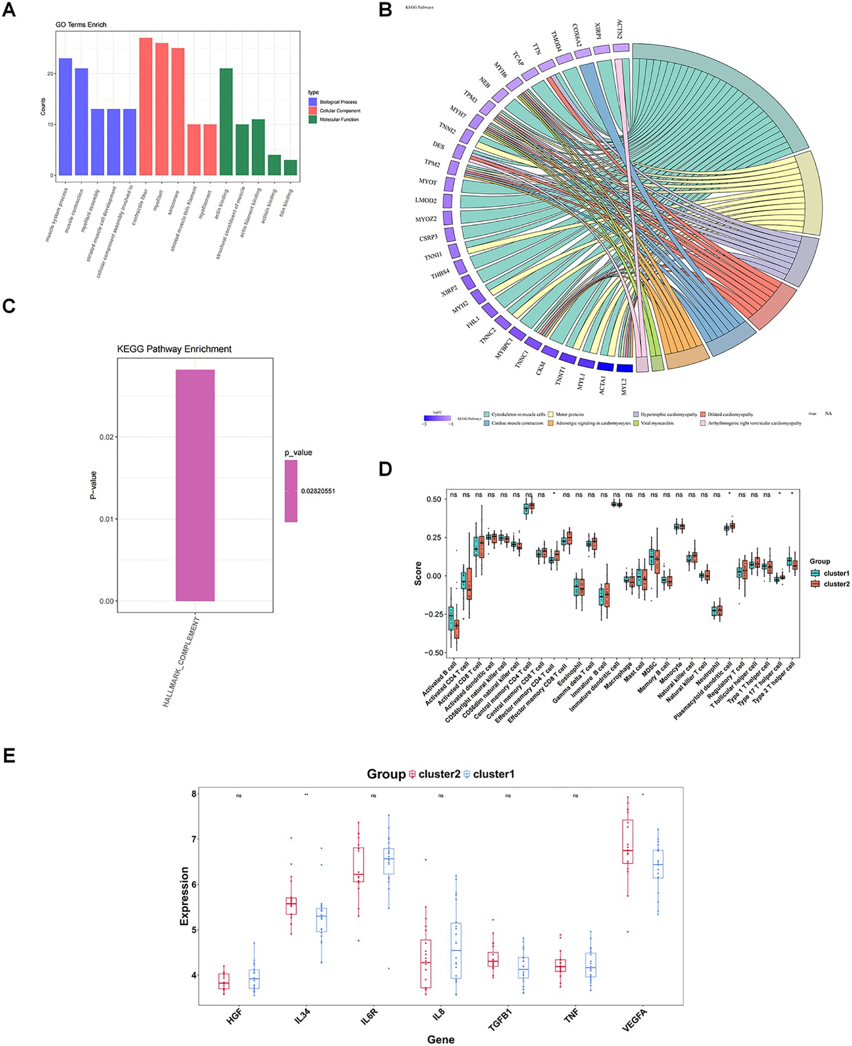 A collage of five data visualizations: A) Bar graph showing gene ontology terms enrichment in three categories: Biological Processes, Cellular Component, and Molecular Function. B) Circular diagram exhibiting interactions between genes and KEGG pathways. C) Bar graph of KEGG Pathway Enrichment with a single significant pathway. D) Box plot comparing scores of various clusters with statistical annotations. E) Box plot illustrating gene expression differences between two clusters across multiple genes.