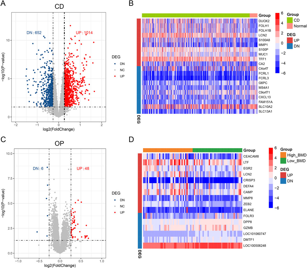 Four panels depicting gene expression data. Panel A: Volcano plot for CD with 652 downregulated (blue) and 1,014 upregulated (red) genes. Panel B: Heatmap showing gene expression in CD across different groups, using a gradient from blue (downregulated) to red (upregulated). Panel C: Volcano plot for OP with 6 downregulated and 48 upregulated genes. Panel D: Heatmap illustrating OP gene expression, similarly color-coded. Both heatmaps categorize genes by group and differential expression.