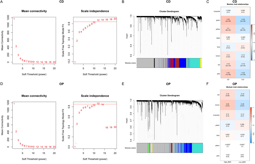 Six-panel figure illustrating analyses of connectivity and independence for CD and OP data. Panels A and D show graphs for mean connectivity versus soft threshold power. Panels B and E display cluster dendrograms with color-coded modules. Panels C and F present heatmaps depicting module-trait relationships with color gradients indicating the strength of correlation, alongside numerical values.