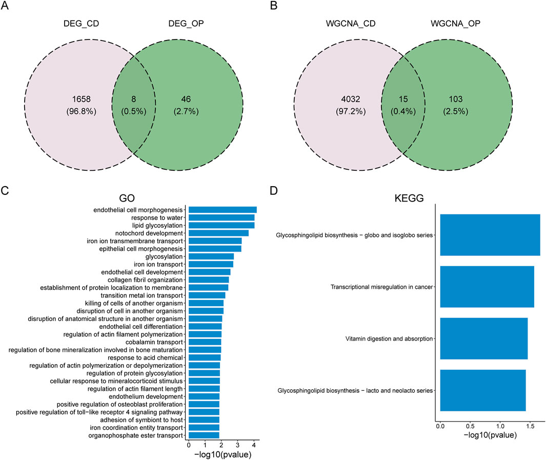 Venn diagrams and bar charts are displayed in four panels: (A) Overlap between DEG_CD and DEG_OP shows 8 shared elements; (B) Overlap between WGCNA_CD and WGCNA_OP shows 15 shared elements; (C) GO analysis bar chart highlights pathways like endothelial cell morphogenesis and glycosylation; (D) KEGG analysis bar chart features pathways such as glycosphingolipid biosynthesis and transcriptional misregulation in cancer.