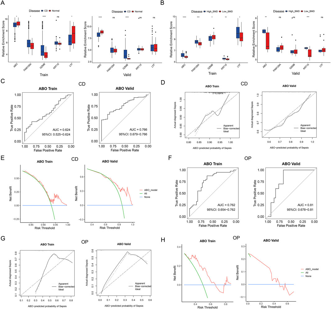 The image contains a series of graphs and charts illustrating data related to disease studies. Panels A and B show box plots comparing relative enrichment scores for different conditions during training and validation phases, distinguished by different colors for disease and normal or high and low BMD groups. Panels C and F present Receiver Operating Characteristic (ROC) curves with Area Under the Curve (AUC) values for ABO Train and ABO Valid datasets. Panels D and G depict calibration plots of actual versus predicted probability of sepsis. Panels E and H display decision curves for ABO Train and Valid, indicating net benefit across risk thresholds.