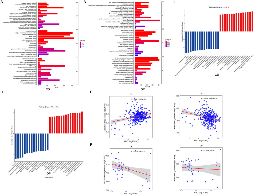 A multi-panel image displays various data visualizations comparing pathway changes and gene expression correlations between conditions CD and OP. Panel A and B show bar charts with pathways either upregulated in red or downregulated in blue with significant values in purple. Panel C and D feature pathway enrichment scores with red bars indicating upregulation and blue bars indicating downregulation. Panels E and F present scatter plots depicting the correlation between ABO expression and mitochondrial or ribosome content, marked by blue dots with trend lines and statistical values.