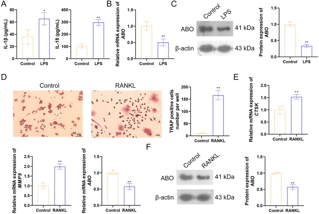 Panel A shows bar graphs comparing IL-1β and IL-18 levels between Control and LPS groups, with increased levels in LPS. Panel B displays a bar graph indicating decreased mRNA expression of ABO in LPS compared to Control. Panel C features Western blot images and a bar graph showing reduced ABO protein expression in LPS. Panel D presents images and a bar graph illustrating increased TRAP positive cells in RANKL versus Control. Panel E shows a bar graph of increased CTSK and MMP9, and decreased ABO mRNA expression in RANKL. Panel F includes Western blot images and a bar graph with decreased ABO protein expression in RANKL.