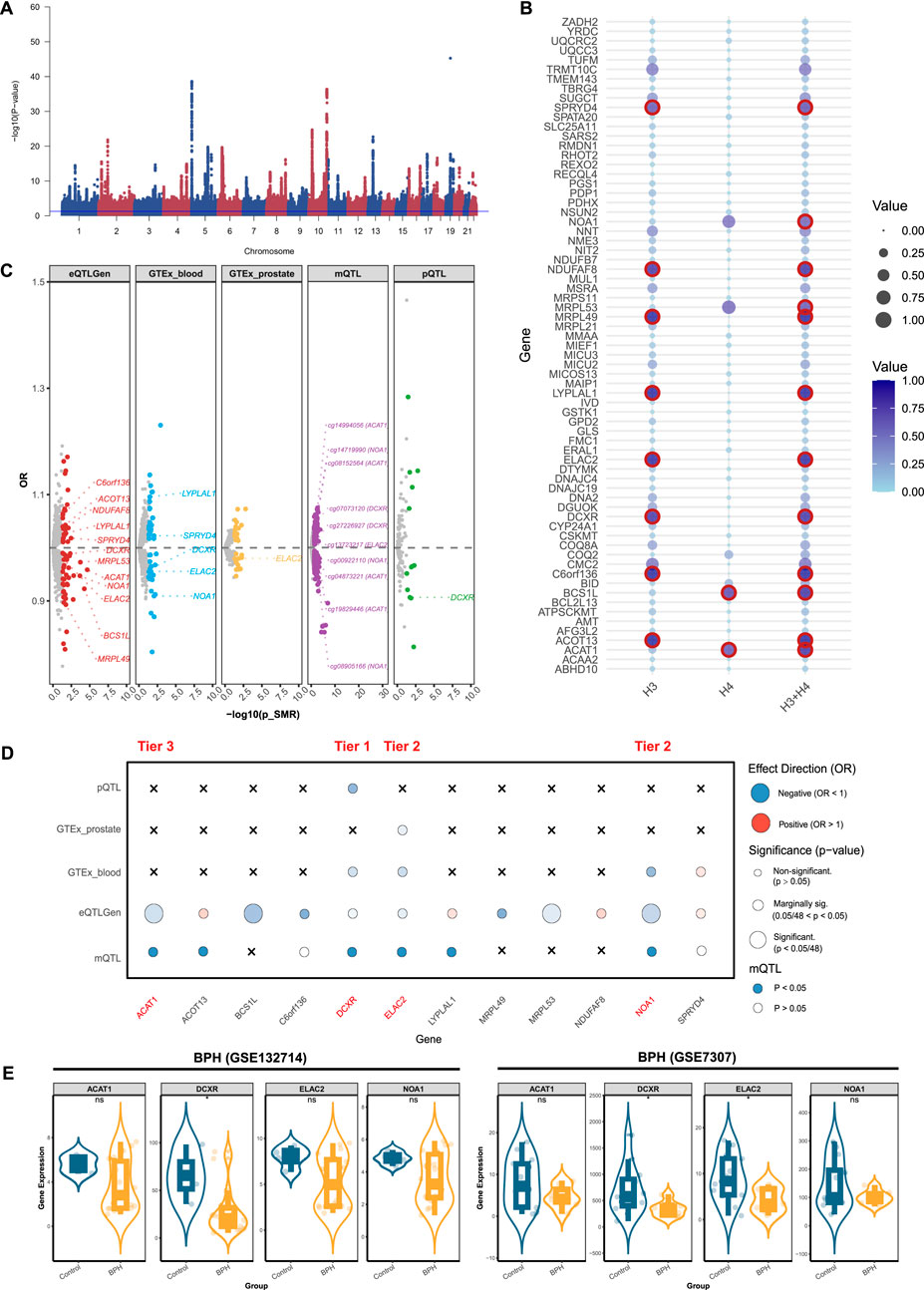 A multi-panel scientific illustration with five sections. Panel A shows a Manhattan plot depicting -log10(p-values) across chromosomes for a genetic study. Panel B presents a lollipop plot indicating gene values with a color gradient from blue to purple and red circles highlighting positive effects. Panel C includes scatter plots for different genetic associations (eQTL, GTEx, mQTL, pQTL) displaying odds ratios and p-values, with color-coding for different datasets. Panel D is a tiered dot matrix summarizing gene significance and effect direction across datasets. Panel E features violin plots comparing gene expression levels between control and BPH groups for selected genes, with statistical significance indicated.
