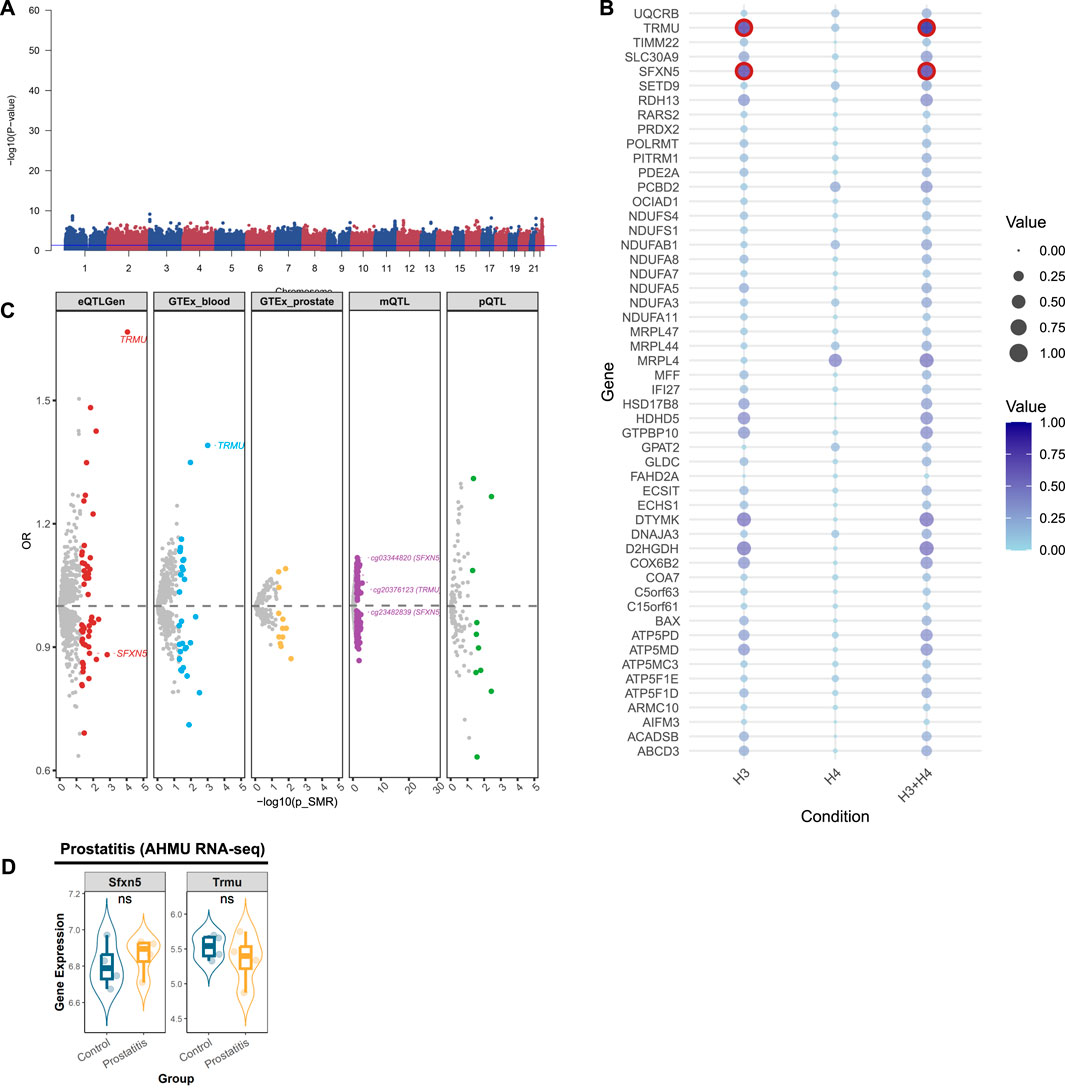 Four-panel image depicting genetic and expression data:A) Bar graph showing -log10(p-values) across chromosomes 1 to 21; data points are color-coded in blue and red.B) Dot plot illustrating gene values under different conditions, with varying dot sizes and color intensity indicating value magnitude.C) Scatter plot displaying odds ratios (OR) for different datasets (eQTL gen, GTEx blood, GTEx prostate, mqTL, pQTL) with highlighted genes TRMU and SPHK1.D) Violin plot comparing gene expression levels for Sfkn5 and Trmu between control and prostatitis groups, including boxplots for median values.