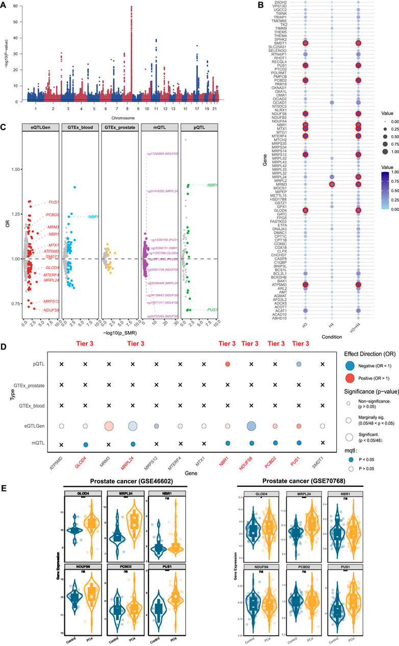 Composite graphic showing genomic data analyses. Panel A displays a Manhattan plot with markers across chromosomes indicating significance of genetic associations. Panel B is a dot plot illustrating gene significance under different conditions, with varying dot sizes and colors representing value and condition, respectively. Panel C presents multiple scatter plots of odds ratios versus significance across various genetic traits. Panel D is a bubble matrix showing effect direction and significance for genetic variants across different tiers and traits. Panel E contains violin plots depicting gene expression differences in prostate cancer datasets, with comparisons between control and prostate cancer groups.