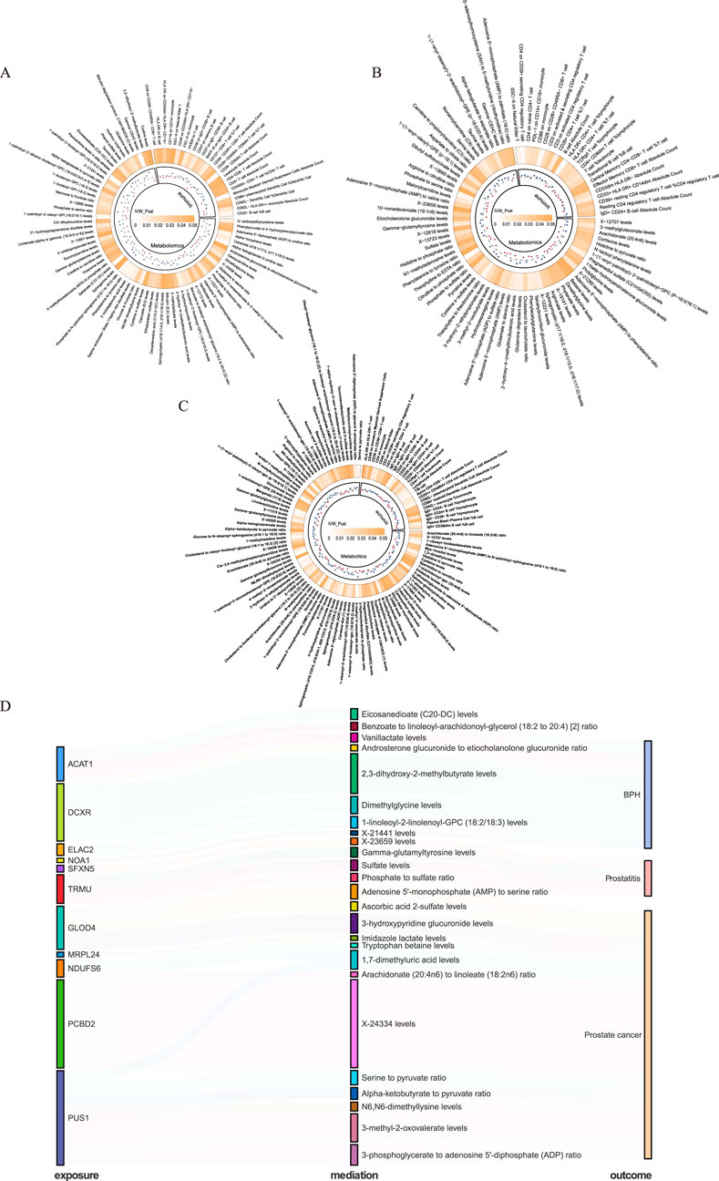 A diagram with three circular charts labeled A, B, and C, showing metabolomic data in a radial format, and a flow diagram labeled D mapping the relationships between exposures, mediations, and outcomes like BPH, prostatitis, and prostate cancer. Each circle has gradients and annotations detailing correlations, with concentric rings representing different variables. The flow diagram uses color-coded lines to connect specific exposures, mediations, and outcomes, highlighting complex interactions in the data.