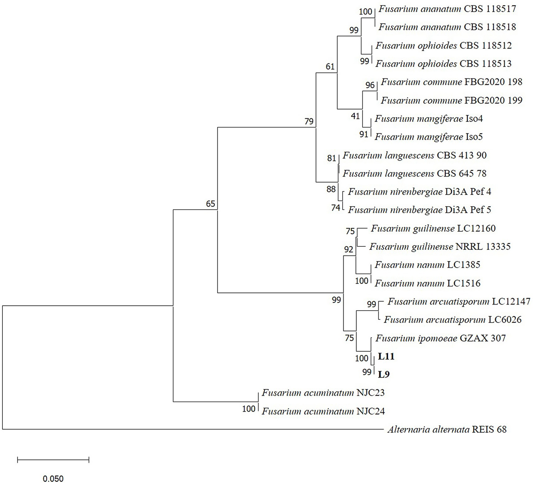 Phylogenetic tree depicting relationships among various Fusarium species and two Alternaria alternata strains as an outgroup. Branches are labeled with bootstrap values, indicating the confidence in each node. The scale bar represents genetic distance, with references for each species included alongside strain identifiers.