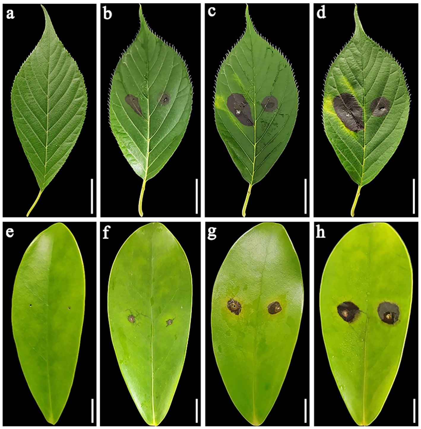Eight images of leaves showing varying stages of leaf spot disease. The top row (a-d) displays leaves with increasing severity of dark, circular spots from left to right. The bottom row (e-h) shows similar progression with leaves exhibiting small to large dark spots. Each leaf is marked with a scale bar for reference.