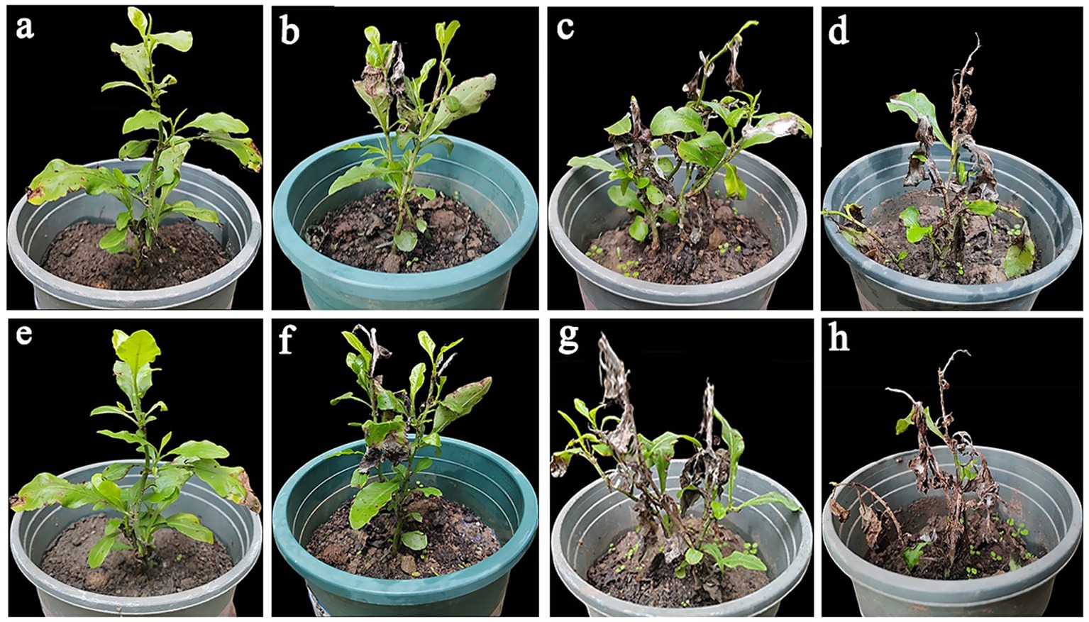Potted plants labeled a through h show varying stages of health and damage. Plants a and e appear healthy with green leaves. Plants b, c, f, and g show moderate leaf browning and damage. Plants d and h exhibit severe leaf browning and wilting. Each plant is in a separate pot against a black background.