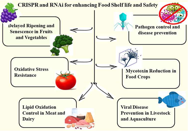 CRISPR and RNAi Technologies for Enhancing Food Shelf Life and EnsuringSafety. This image depicts the dual applications of CRISPR and RNA interference (RNAi) in the food industry, which aim to extend shelf life while also improving food safety. On the left, it shows how gene editing and gene silencing techniques are used to delay ripening and senescence in fruits and vegetables, improve oxidative stress resistance, and control lipid oxidation in meat and dairy products, resulting in longer freshness and less spoilage. On the right, the graphic depicts food safety applications such as the use of CRISPR and RNAi for pathogen control and disease prevention, RNA interference to reduce antimicrobial resistance, gene editing to prevent mycotoxin biosynthesis in crops, and interventions against viral infections in livestock and aquaculture.