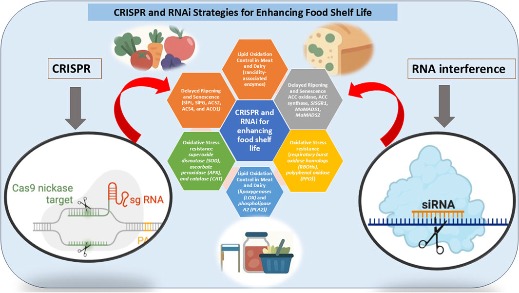 The diagram illustrates the comparative mechanisms of CRISPR/Cas9 and RNAi in regulating fruit ripening genes, highlighting their roles in gene editing and gene silencing, respectively. It further presents a farm-to-table pipeline, starting from target gene identification and laboratory transformation, progressing through greenhouse validation and field application, and culminating in improved post-harvest traits. The final stages depict enhanced storage, distribution, and delivery of shelf-stable fruits to consumers. This integrated view emphasizes the translational potential of both technologies in reducing post-harvest losses and improving food safety.