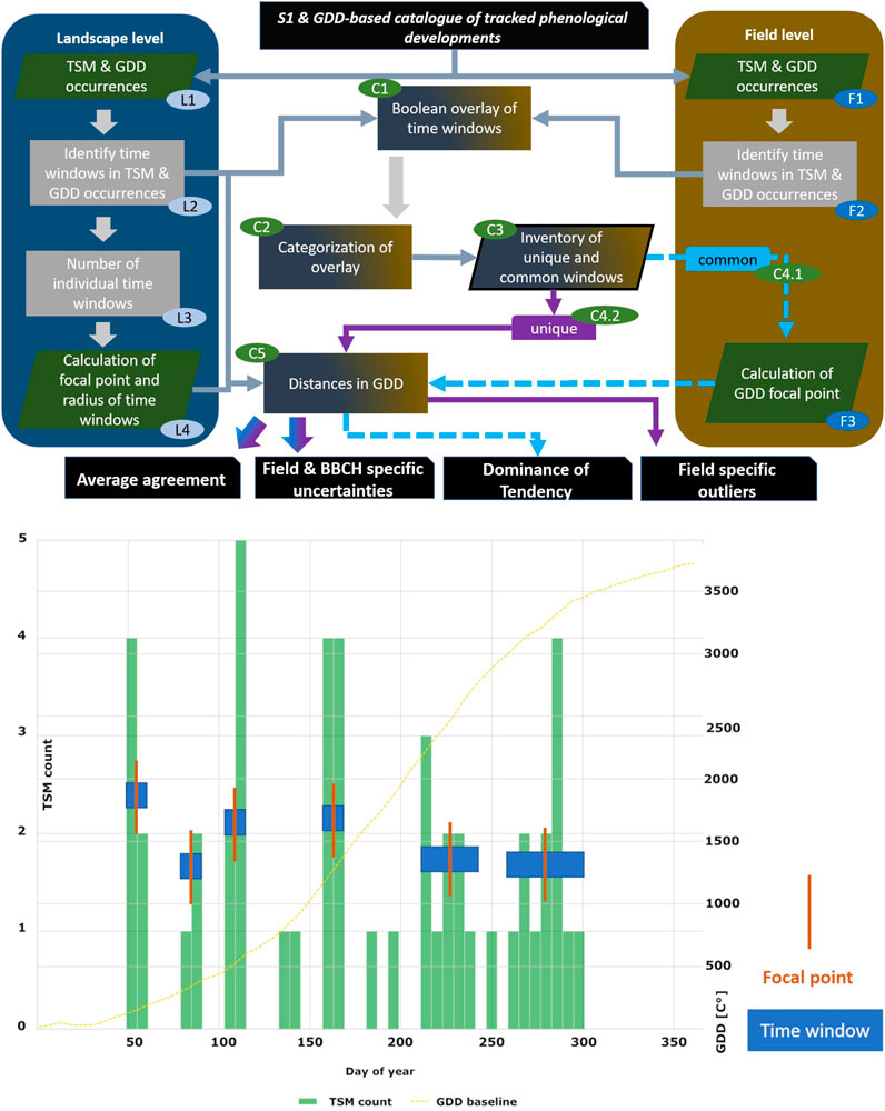 Flowchart and graph illustrating the process and results of tracking phenological developments using TSM and GDD at landscape and field levels. The flowchart shows the systematic analysis from TSM and GDD occurrences to calculating focal points and identifying time windows. The graph depicts TSM counts and GDD baseline over the year, highlighting focal points and time windows, with TSM counts in green bars and GDD baseline as a yellow line.