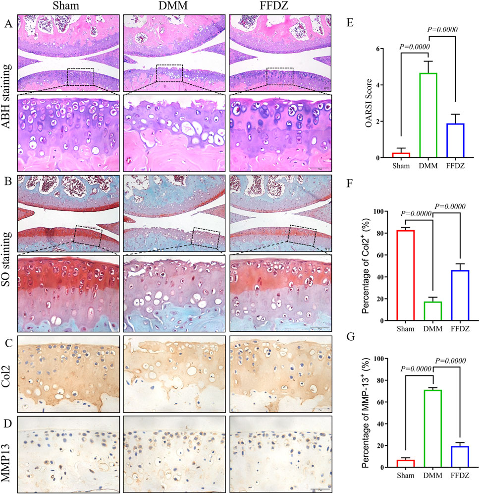 Histological analysis of cartilage in Sham, DMM, and FFDZ groups. Panels A and B show stained tissue sections with ABH and SO staining, highlighting differences in cartilage structure. Panels C and D display Col2 and MMP13 staining, indicating protein expression levels. Graphs E, F, and G depict quantitative analysis of OARSI score, percentage of Col2, and percentage of MMP13, respectively, with significant differences marked by P-values.