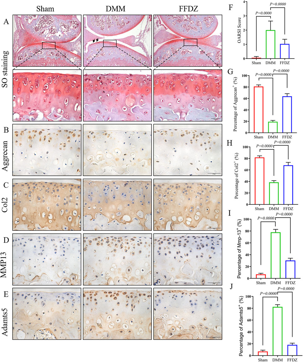 Histological analysis and bar graphs comparing three groups: Sham, DMM, and FFDZ. Panel A: SO staining highlighting tissue structure. Panels B to E: Immunohistochemistry of Aggrecan, Col2, MMP13, and Adamts5, showing variations in protein expression. Panels F to J present bar graphs with statistical comparisons, indicating significant differences in OARSI scores and protein percentages across groups, with p-values all less than 0.0001.