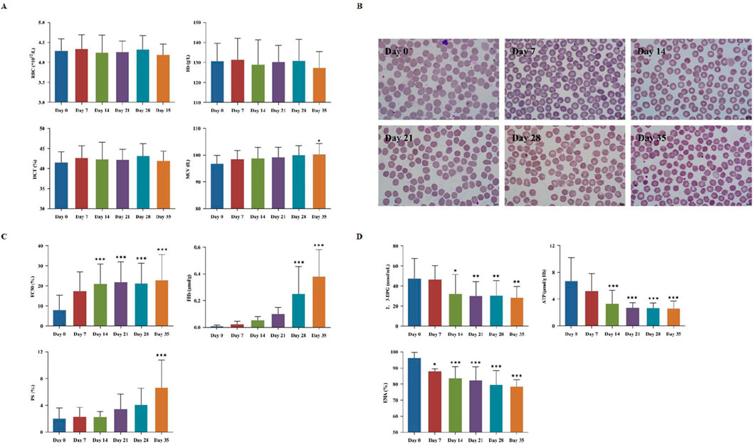 A series of graphs and microscopic images display various hematological and biochemical parameters over different days. Panel A includes bar graphs showing parameters like RBC count, hemoglobin, HCT, and MCV from day 0 to day 35. Panel B contains microscopic images of blood samples taken on days 0, 7, 14, 21, 28, and 35. Panel C highlights additional bar graphs for PCE%, FHD, and PS% over the same time period. Panel D features graphs illustrating the levels of 2,3-DPG, ATP, and BNA. Significant changes are marked with asterisks.