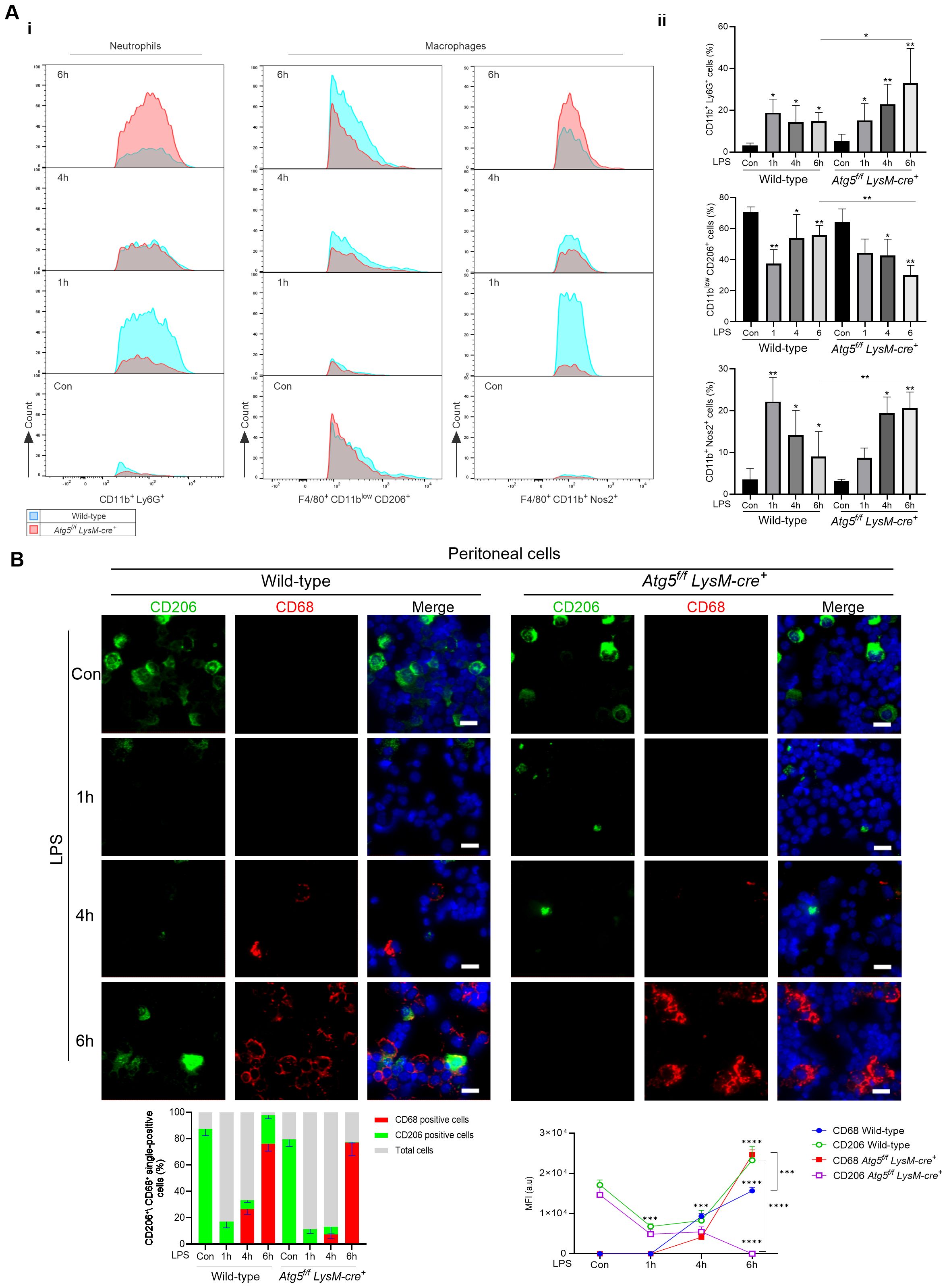Flow cytometry and microscopy images analyze immune cell populations. Part A shows histograms comparing neutrophils and macrophages in wild-type and Atg5^f/f LysM-cre^+ mice over time, with bar graphs quantifying cell percentages. Part B presents fluorescence images of peritoneal cells displaying CD206 and CD68 markers, comparing wild-type and ATG5f/f LysM-cre+ mice at various time points, with accompanying bar and line graphs summarizing cell marker expression and mean fluorescence intensity over time.