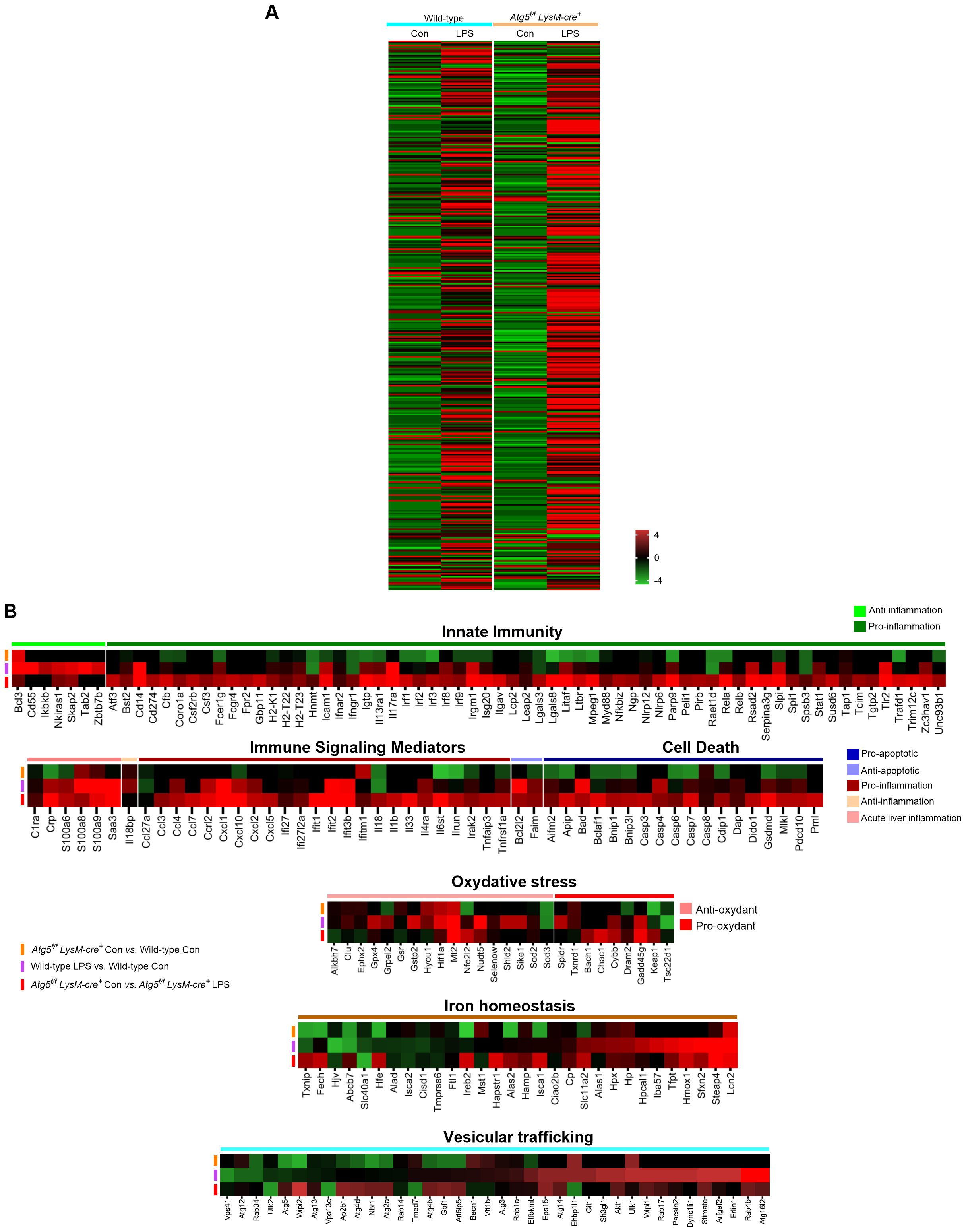 Heatmaps showing gene expression in wild-type (WT) and Atg5^f/f LysM-cre^+ mice in two conditions: control (Con) and LPS treatment. Panel A displays a general view, while Panel B breaks down the expression into categories including innate immunity, immune signaling mediators, cell death, oxidative stress, iron homeostasis, and vesicular trafficking. Color gradient indicates expression levels, with red for high and green for low expression. Legends are provided for inflammation and apoptosis markers.