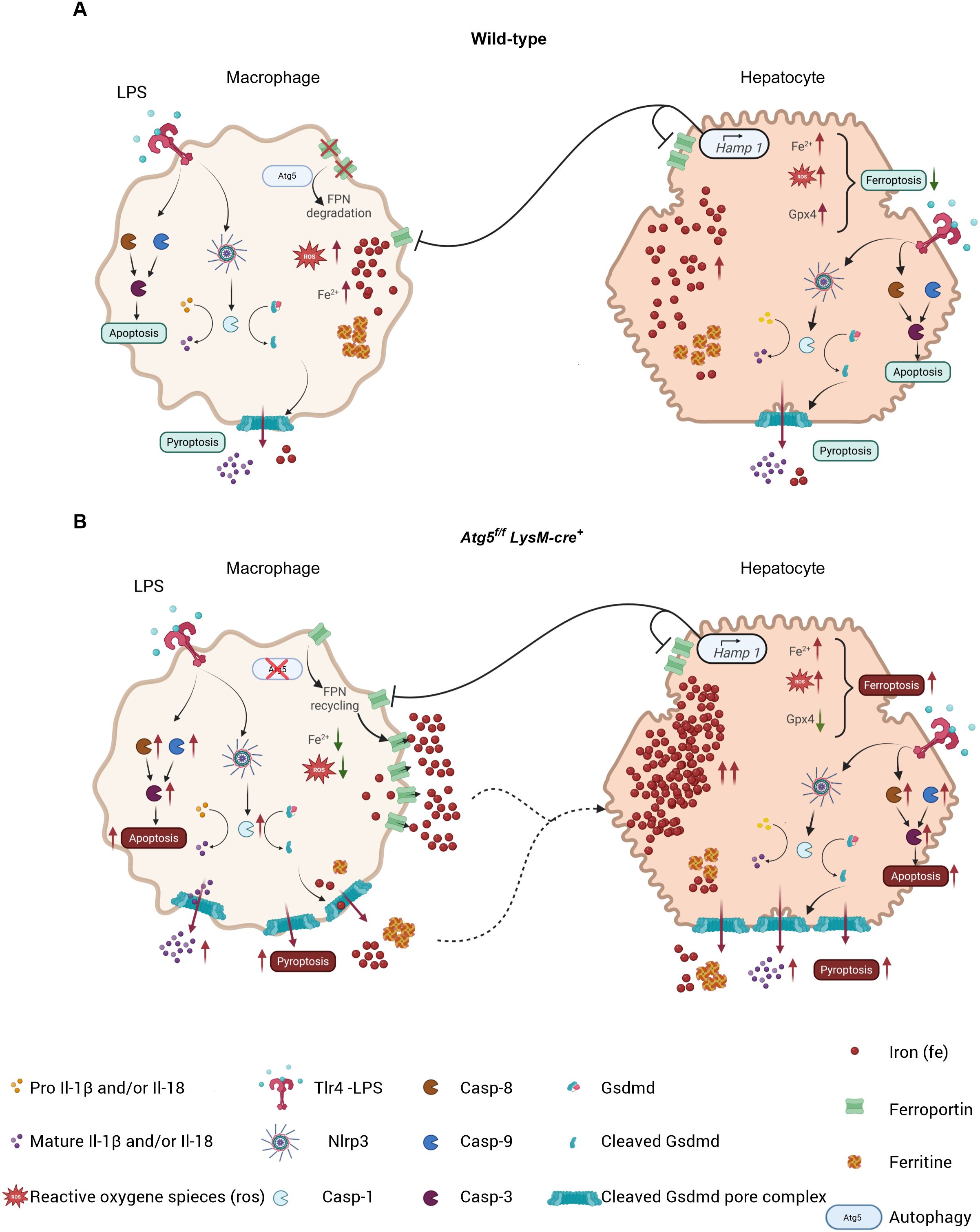 Diagram comparing cellular processes in macrophages and hepatocytes between wild-type and LysM-Atg5^−/− mice. In the wild-type (Panel A), macrophages exhibit ATG5-mediated apoptosis and pyroptosis, leading to ferroportin degradation and increased iron release. Hepatocytes show hamp1 activation, promoting ferroptosis and pyroptosis. In LysM-Atg5^−/− (Panel B), macrophages undergo apoptosis and pyroptosis with increased reactive oxygen species and ferroportin recycling. Hepatocytes display altered ferroptosis and pyroptosis, with heightened iron and reactive oxygen species levels. Symbols represent various proteins and processes involved.