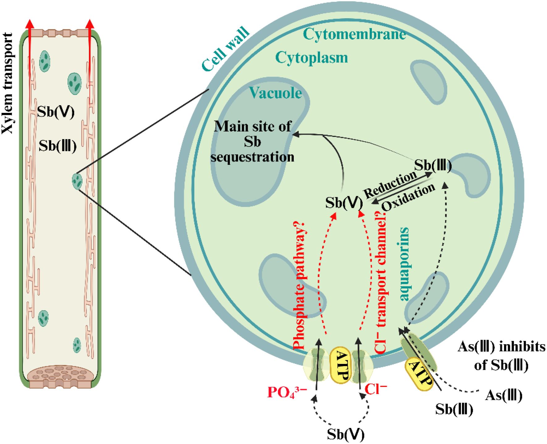 Diagram showing the transport and sequestration of antimony (Sb) within a plant cell. The xylem transports Sb(V) and Sb(III) into the cell, where the cytoplasm, cytomembrane, and vacuole are labeled. Sb(V) is reduced to Sb(III) and sequestered in the vacuole, with potential transport pathways including phosphate pathways and chloride transport channels. Aquaporins and ATP are involved, and As(III) inhibits Sb(III) passage.