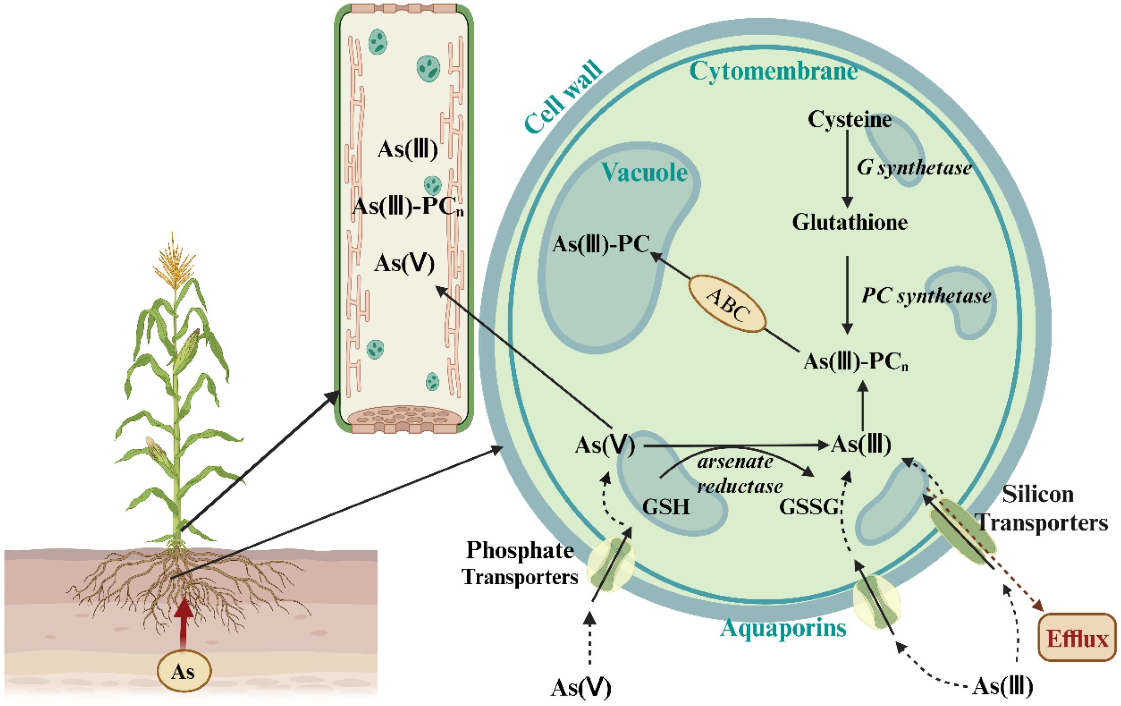 Diagram illustrating the uptake and transport of arsenic (As) in a plant. Arsenic is absorbed from soil into the roots, depicted by a red arrow. Inside the cell, arsenate (As(V)) enters through phosphate transporters and is converted to arsenite (As(III)) via arsenate reductase. Arsenite is either bound to phytochelatins (PC) and sequestered in the vacuole or transported through silicon transporters for efflux. Aquaporins facilitate the movement of arsenite. Key components include glutathione (GSH), oxidized glutathione (GSSG), cysteine, ABC transporter, and PC synthetase. A cross-section of a plant cell shows these processes.