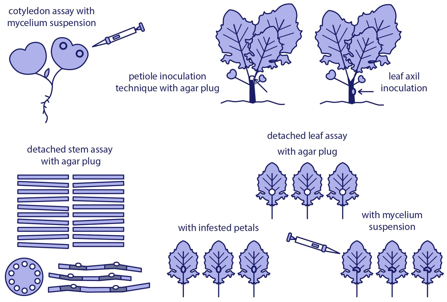 Illustration displaying various plant inoculation techniques: cotyledon assay with mycelium suspension, petiole inoculation with agar plug, leaf axil inoculation, detached stem assay with agar plug, and detached leaf assay variations using agar plug, infested petals, or mycelium suspension. Each method is depicted with relevant graphics, including leaves, stems, and syringes.