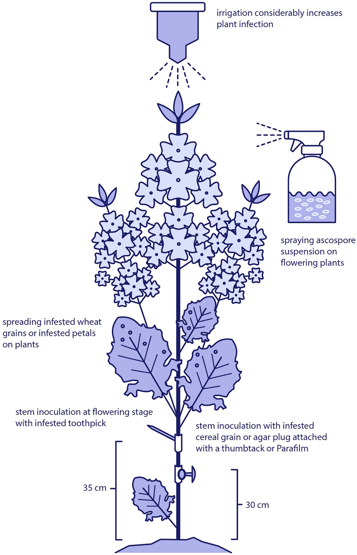 Illustration of a flowering plant with various inoculation techniques labeled. The plant is shown at the flowering stage with methods like spreading infested wheat grains or petals, spraying ascospore suspension, and using infested toothpicks for stem inoculation. There is mention of irrigation increasing plant infection. Stem inoculation points are labeled at thirty-five centimeters and thirty centimeters from the base.