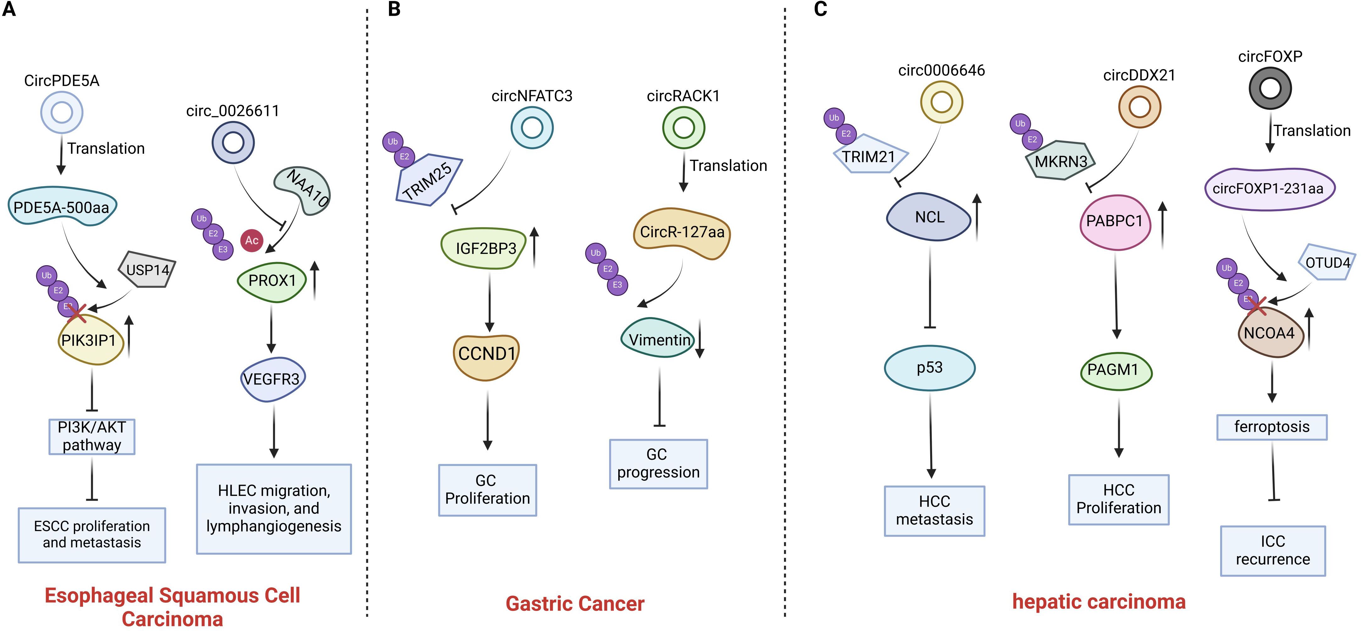 Diagram showing signaling pathways in different cancers. Panel A displays Esophageal Squamous Cell Carcinoma with the PI3K/AKT pathway. Panel B illustrates Gastric Cancer with IGF2BP3 and Vimentin interactions. Panel C depicts Hepatic Carcinoma, highlighting pathways involving NCL and PABPC1, linked to HCC proliferation and ICC recurrence. Arrows indicate activation, while blocked arrows show inhibition.