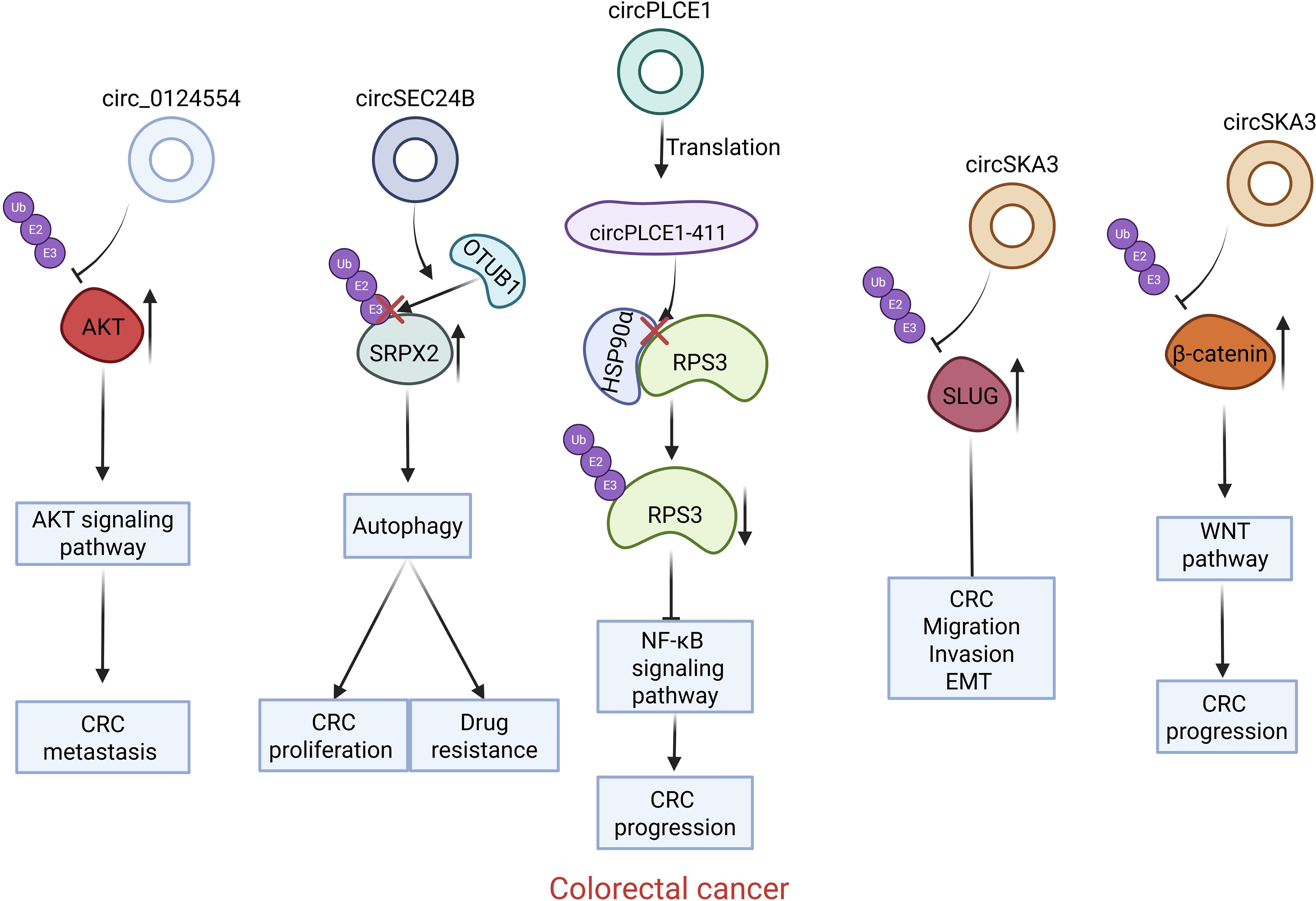 Diagram showing the role of various circular RNAs in colorectal cancer. Five pathways are illustrated: circ_0124554 influences the AKT signaling pathway leading to metastasis. circSEC24B affects autophagy, contributing to cell proliferation and drug resistance. circPLCE1 involves translation affecting the NF-kB signaling pathway, leading to cancer progression. circSKA3 influences SLUG related to cancer cell migration, invasion, and EMT (epithelial-mesenchymal transition). Another path through circSKA3 affects β-catenin in the WNT pathway, contributing to cancer progression.