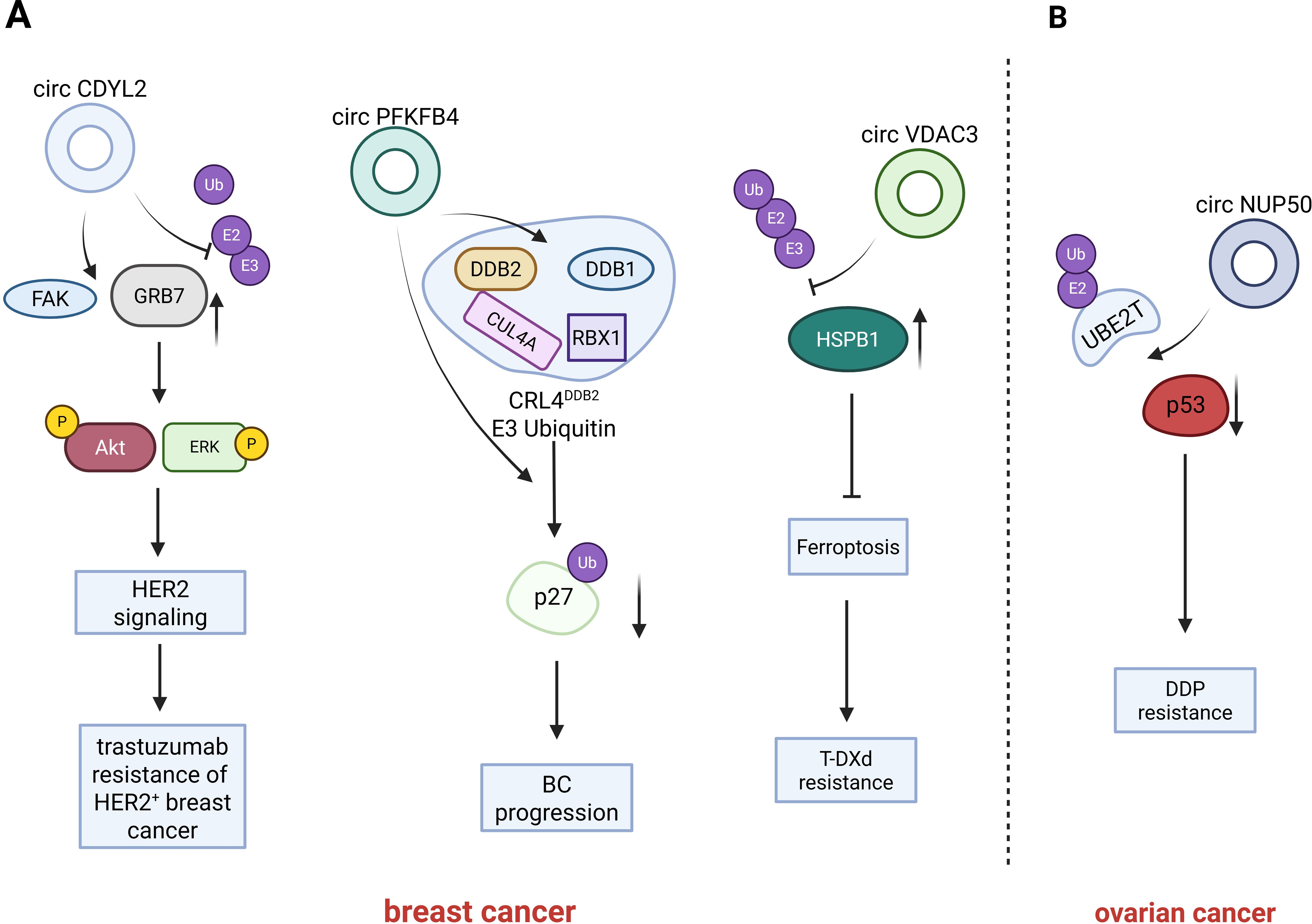 Diagram illustrating molecular pathways associated with cancer resistance. Panel A details pathways in breast cancer involving circ CDYL2, circ PFKFB4, and circ VDAC3, linked to trastuzumab resistance and BC progression. Key proteins include FAK, GRB7, Akt, ERK, DDB2, HSPB1, and p27. Ferropotosis and T-DXd resistance are also noted. Panel B highlights ovarian cancer resistance involving circ NUP50, with UBE2T affecting p53, leading to DDP resistance.