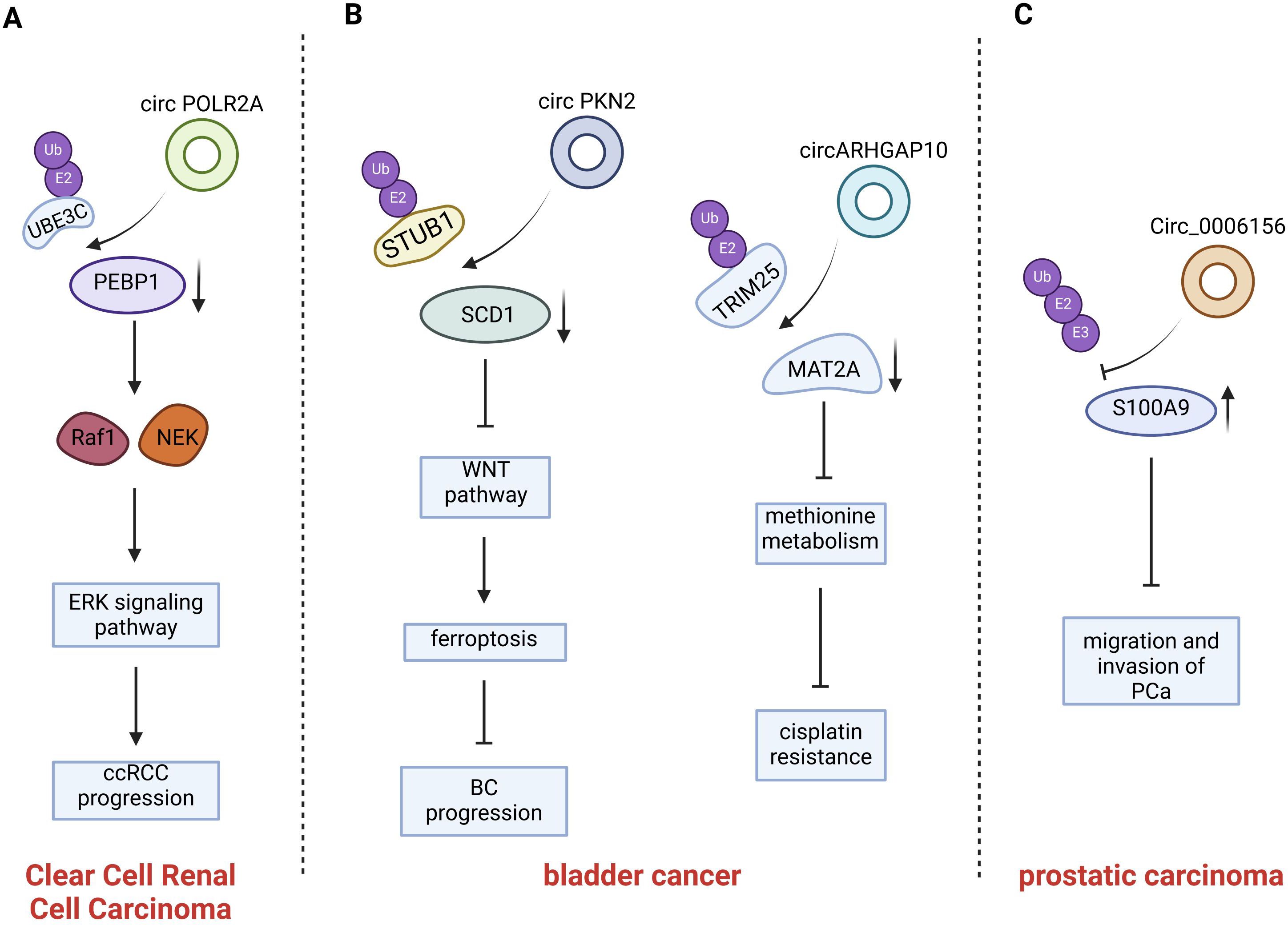 Diagram illustrating the roles of circRNAs in different cancers: (A) circ POLR2A influencing clear cell renal cell carcinoma through the ERK signaling pathway. (B) circ PKN2 and circARHGAP10 impacting bladder cancer via the WNT pathway and methionine metabolism. (C) circ_0006156 affecting prostatic carcinoma, enhancing migration and invasion of PCa.