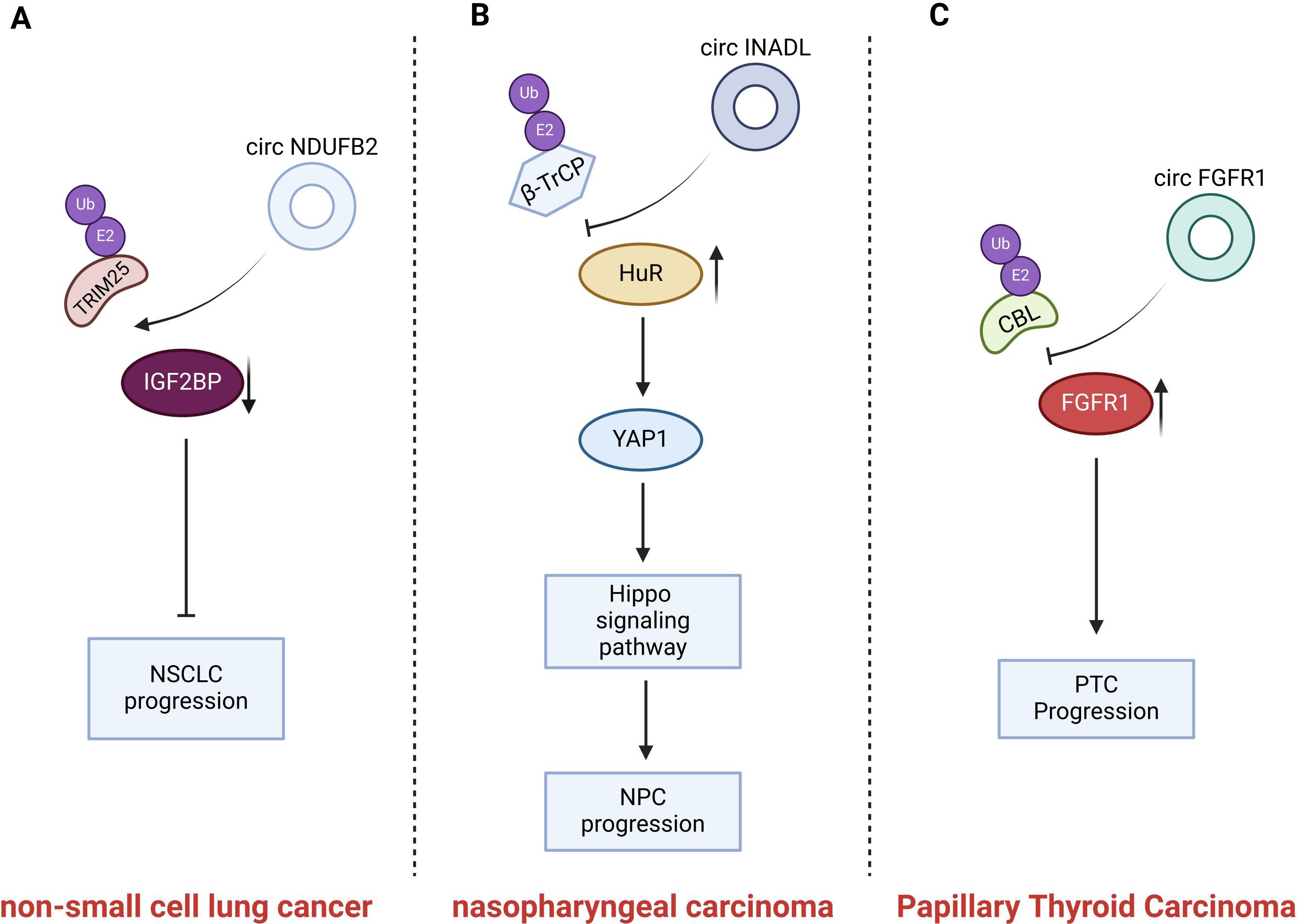 Diagram showing molecular pathways involved in cancer progression. Panel A: circNDUFB2 pathway in non-small cell lung cancer, involving TRIM25 and IGF2BP. Panel B: circINADL pathway in nasopharyngeal carcinoma, involving β-TrCP, HuR, and YAP1. Panel C: circFGFR1 pathway in papillary thyroid carcinoma, involving CBL and FGFR1. Each panel shows circular RNAs affecting different proteins, leading to cancer progression.