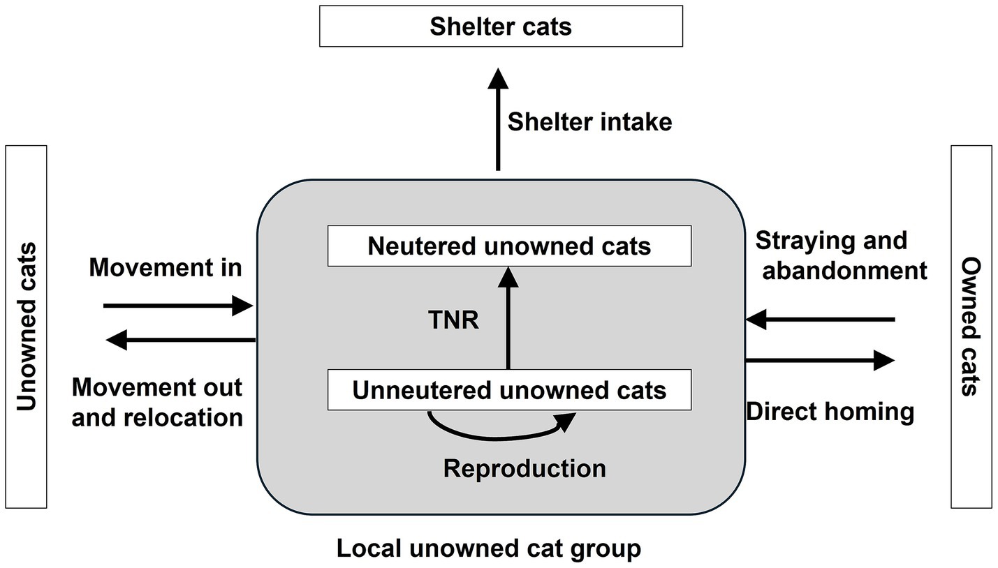 Flowchart illustrating the dynamics of cat populations. Arrows show movement between unowned and shelter cats, and from owned to unowned cats. Key processes include TNR (trap-neuter-return), shelter intake, straying, abandonment, direct homing, reproduction, and relocation. The central part highlights the interplay between neutered and unneutered unowned cats.