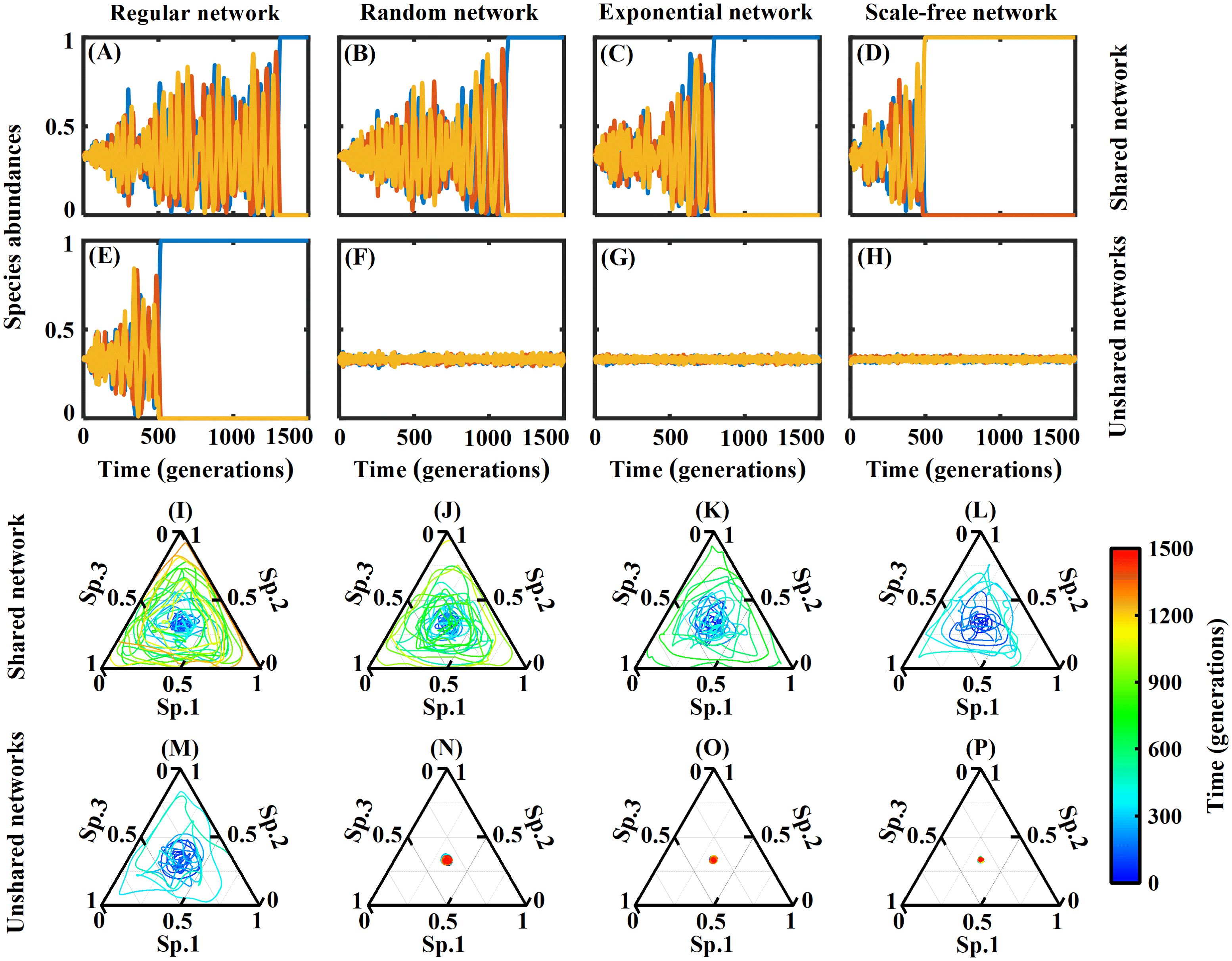 Graphs depict species abundances over 1,500 generations across different network types: regular, random, exponential, and scale-free. Each network type is shown with shared and unshared network conditions. The top graphs (A-H) display abundance fluctuations, while the bottom radar plots (I-P) illustrate species interactions. A color gradient from blue to red denotes time progression, linking trends with network structures.