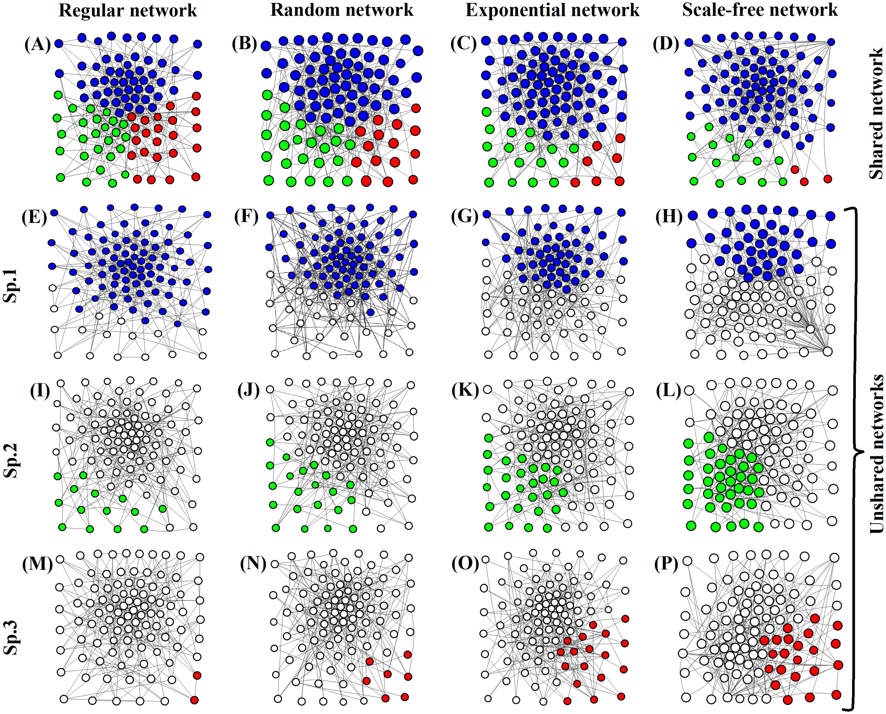 Diagram showing network types: Regular, Random, Exponential, and Scale-free. Each network type is depicted under “Shared networks” with blue, green, and red nodes in panels A-D. “Unshared networks” follow in panels E-P with subsets Sp.1, Sp.2, and Sp.3. Sp.1 has denser connections; Sp.2 highlights in green; Sp.3 highlights in red.
