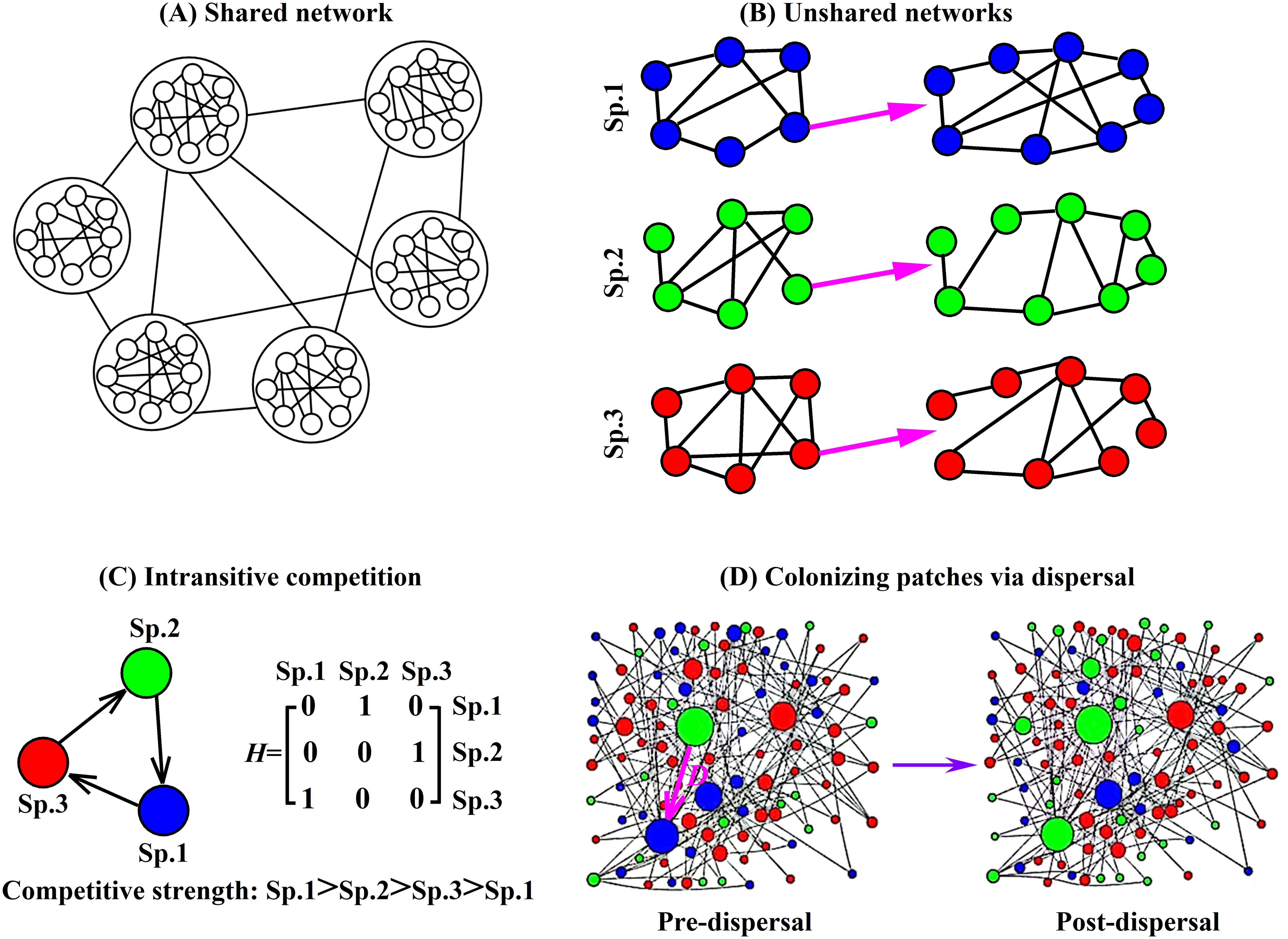 Diagram illustrating ecological networks and competition. A: Shared network of interconnected circles. B: Three unshared networks, each for a species (Sp.1, Sp.2, Sp.3), shown with arrows indicating movement. C: Intransitive competition among three species with a matrix indicating competitive strengths. D: Colonization via dispersal, showing network changes from pre-dispersal to post-dispersal.