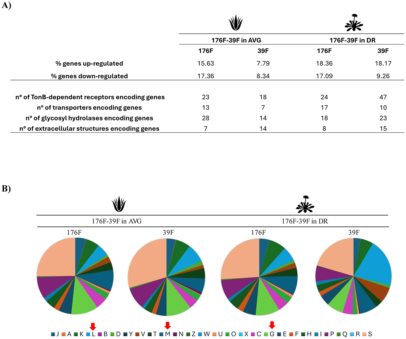 Part A shows a table comparing gene expression data for 176F and 39F in AVG and DR, detailing percentages of up-regulated and down-regulated genes, TonB-dependent receptors, transporters, glycosyl hydrolases, and extracellular structures. Part B features pie charts representing categorical data distribution for 176F and 39F in AVG and DR, each pie chart labeled with corresponding colors and letters shown below, with arrows highlighting specific categories.