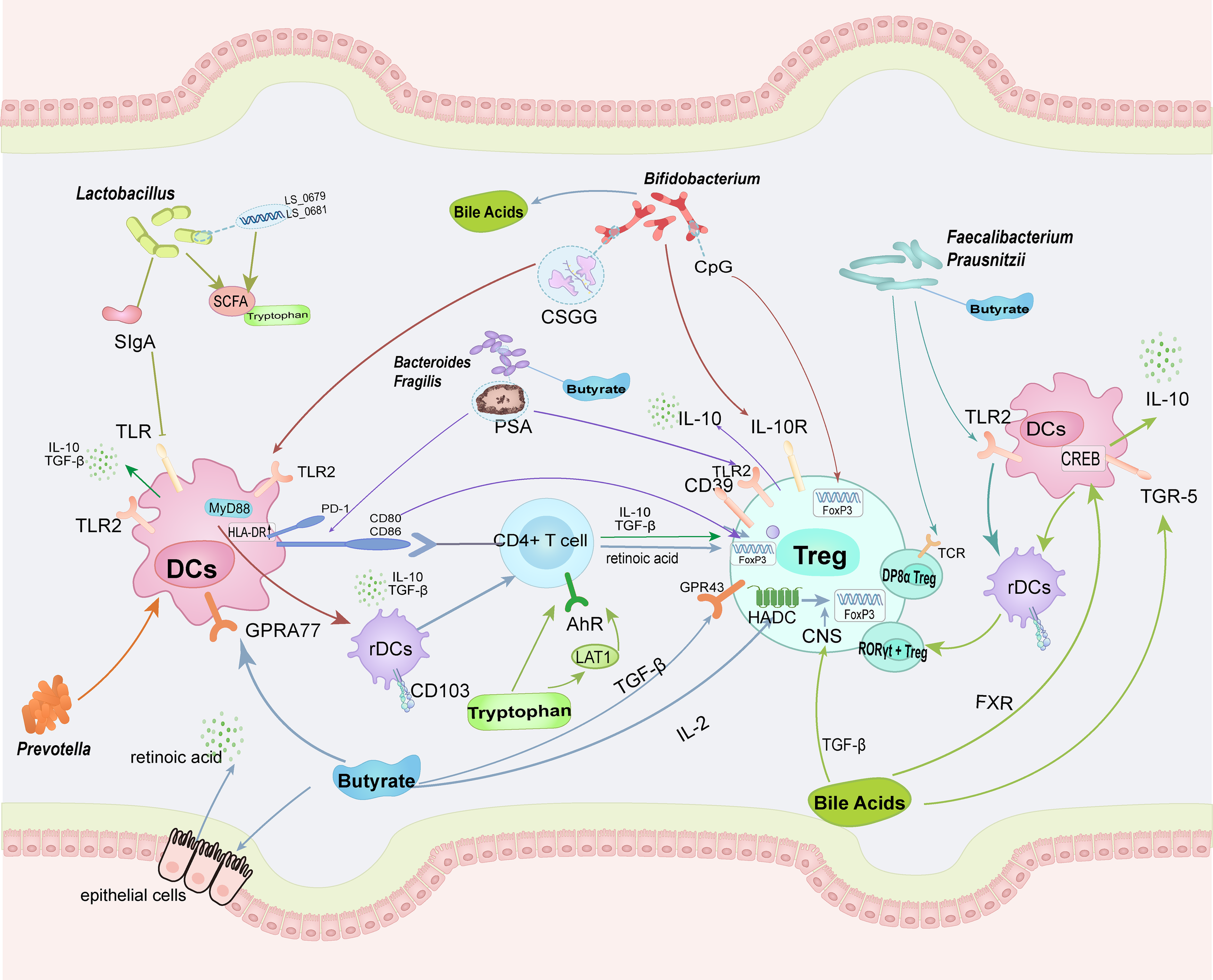 Illustration depicting the interaction between different gut bacteria (Lactobacillus, Bifidobacterium, Faecalibacterium Prausnitzii, Prevotella, Bacteroides Fragilis) and immune cells such as dendritic cells (DCs) and Treg cells. It shows pathways involving substances like tryptophan, butyrate, bile acids, and signaling molecules (IL-10, TGF-beta, SCFA), emphasizing immune regulation in the gut. Arrows indicate the direction of signaling or interaction between the components. The background features epithelial cells lining the gut.