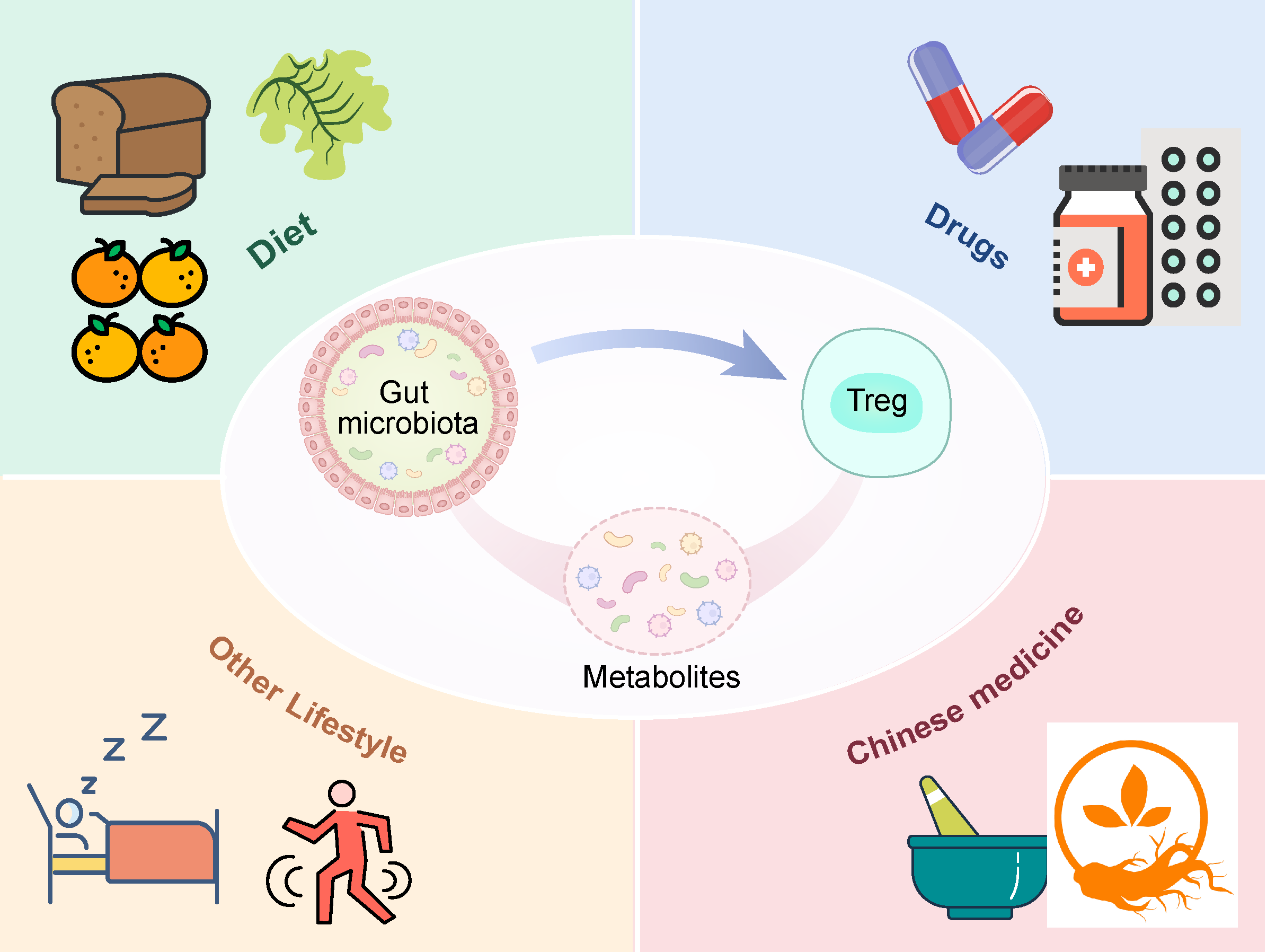 Diagram illustrating factors influencing gut microbiota and Treg cells. Sections labeled “Diet” with bread and fruit, “Drugs” with pills, “Chinese medicine” with herbs, and “Other Lifestyle” with sleep and exercise icons surround a central area labeled “Gut microbiota” and “Metabolites” with an arrow pointing to “Treg”.