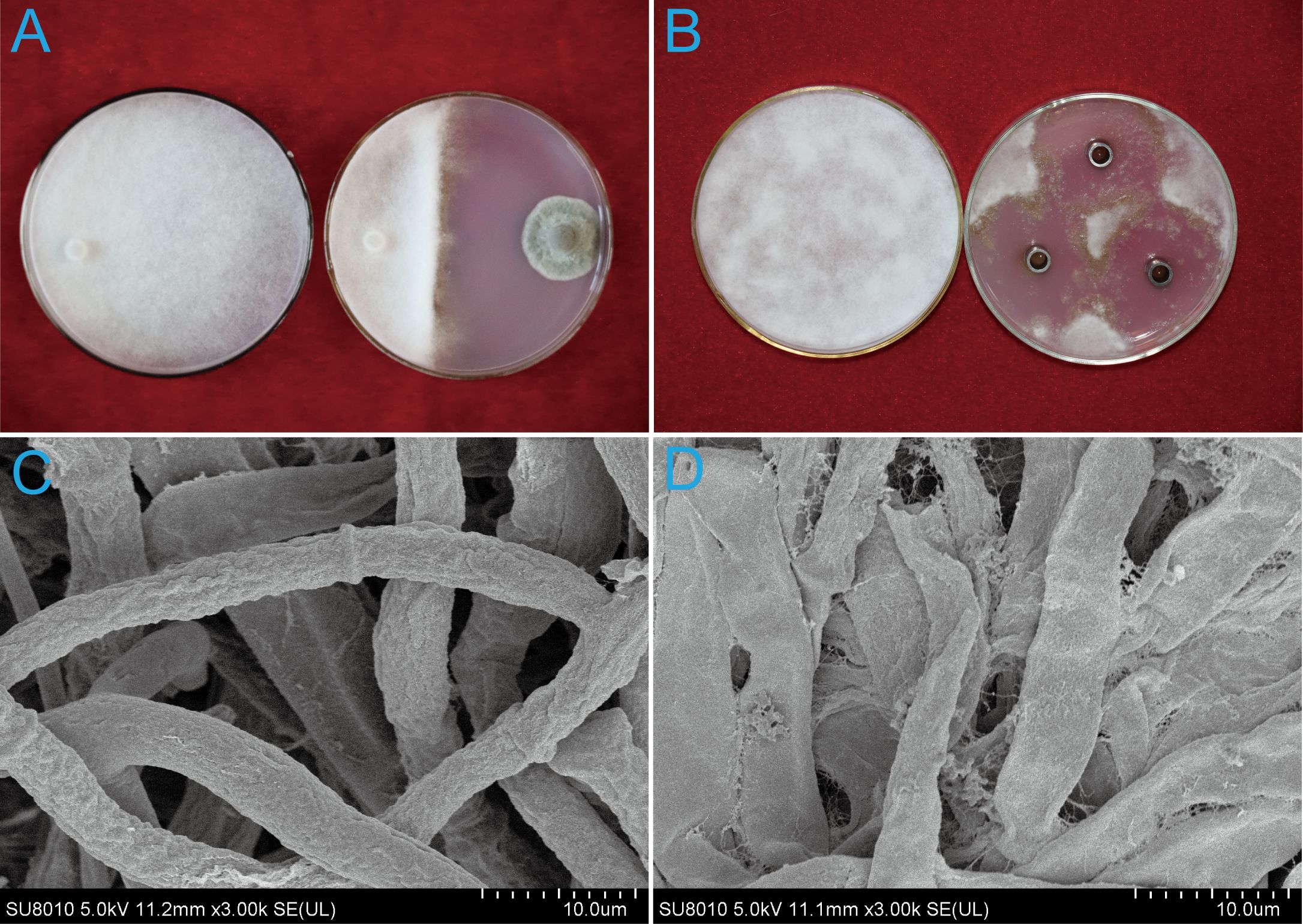 Petri dishes labeled A and B show fungal growth on media, with distinct cultures visible. Below, scanning electron micrographs labeled C and D display detailed views of fungal hyphae, revealing their textured, intertwined structures.
