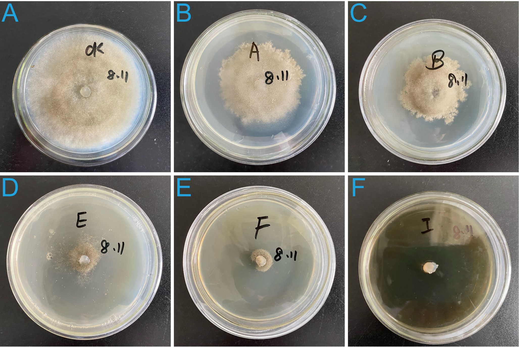 Six labeled petri dishes with mold cultures, each marked with letters and a date, “8.11”. Panel A shows a large spread labeled “OK”. Panels B to F show smaller growths labeled A, B, E, F, and I, respectively.