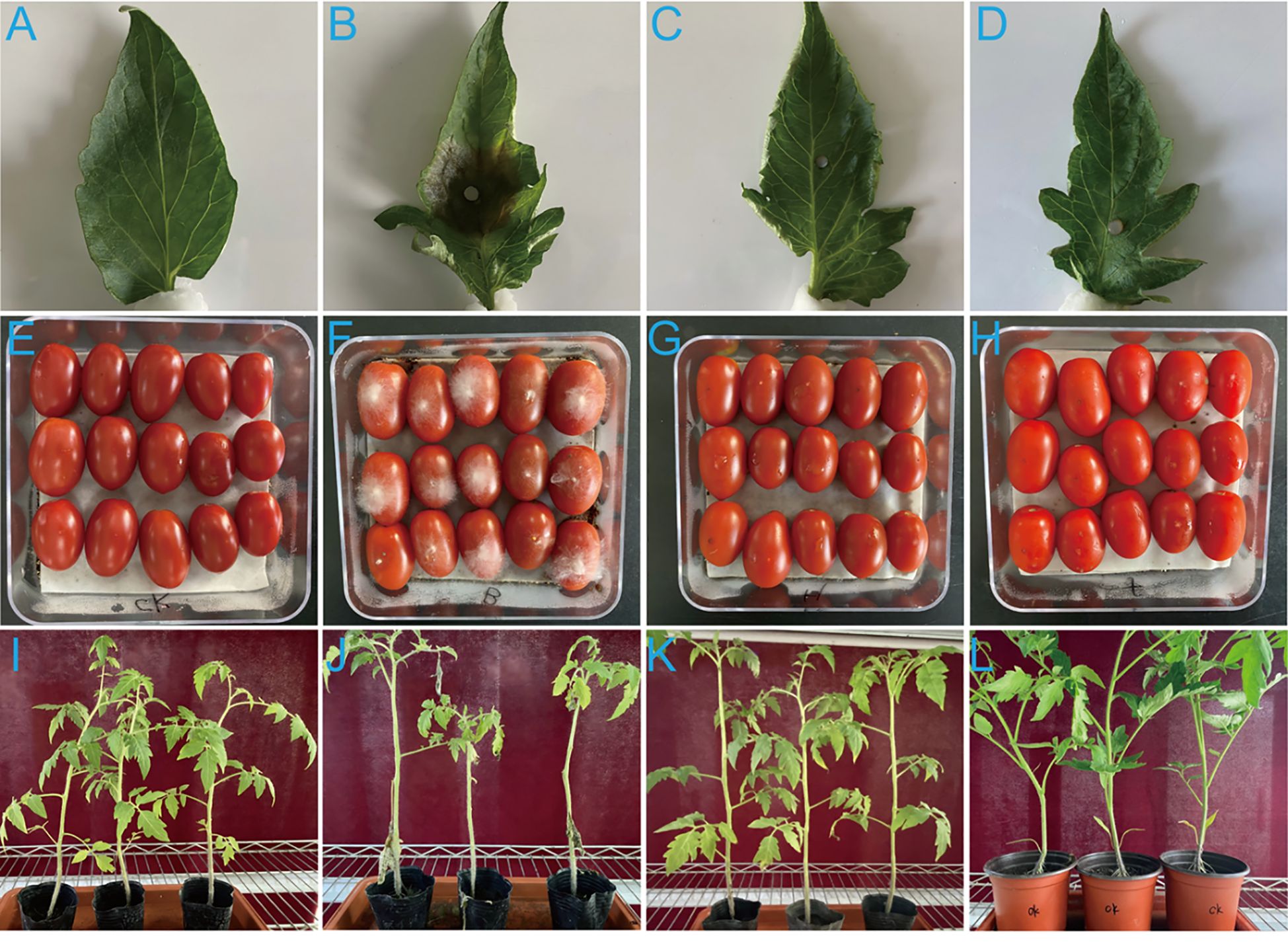 Images labeled A to L show a sequence related to plant and fruit conditions. Panels A to D display individual leaves, with B showing signs of damage or disease. Panels E to H feature trays of tomatoes, some with visible mold or decay. Panels I to L depict different stages of tomato plant growth, with varying health and leaf density.