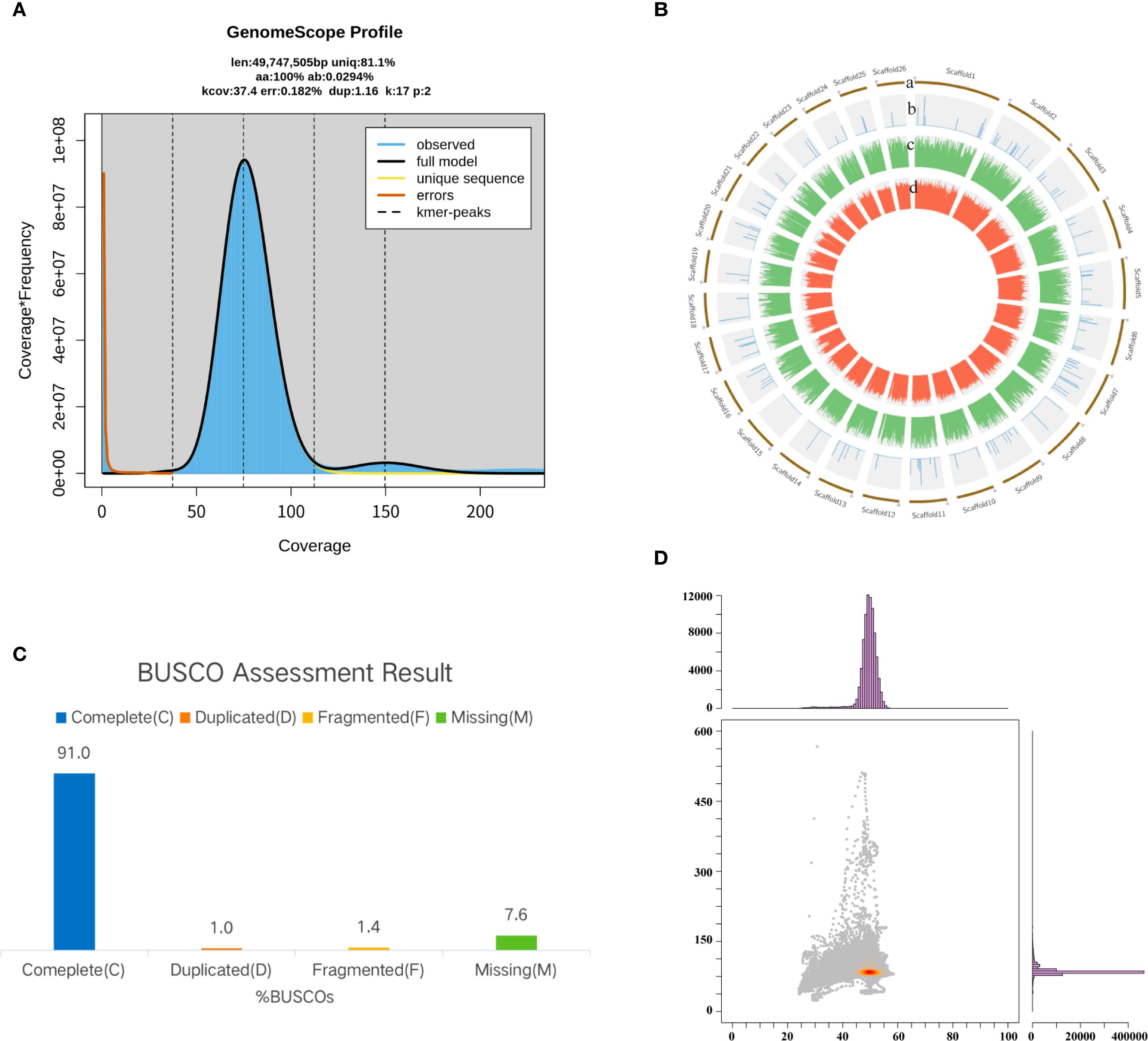 Panel A shows a GenomeScope profile with coverage versus frequency, highlighting observed data, full model, unique sequences, errors, and k-mer peaks. Panel B displays a circular genomic representation with labeled scaffolds and different data layers. Panel C depicts a BUSCO assessment result bar chart indicating completeness, duplications, fragmentation, and missing data percentages. Panel D presents a scatter plot with histograms aligned to the axes, illustrating data distribution in two dimensions.
